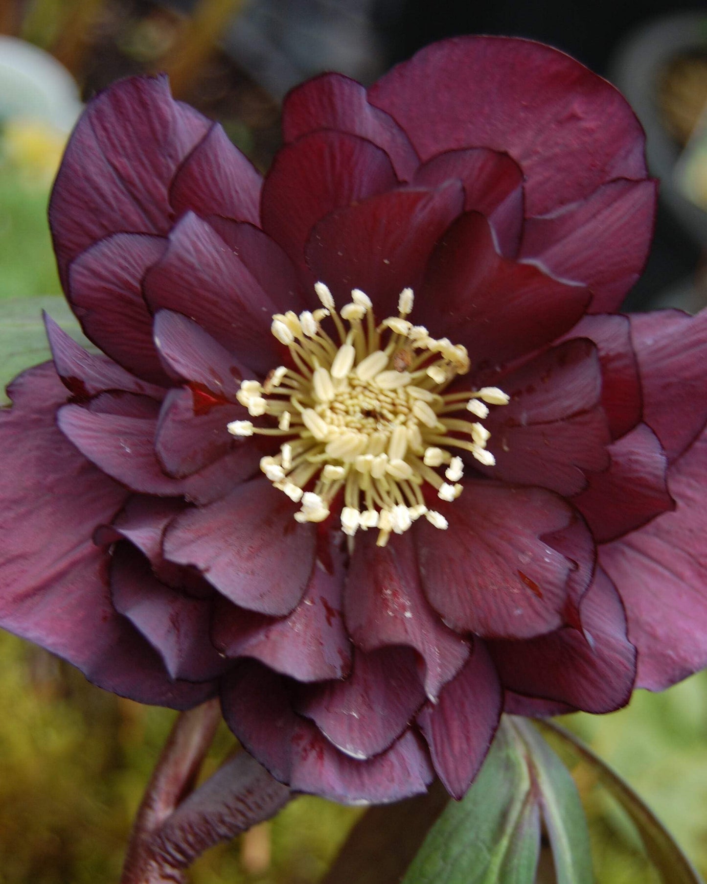 Perennial Farm Helleborus Winter Jewels ‘Red Sapphire’ – Live Lenten Rose in 1 Quart, Deep Red Blooms, Early Spring Color, Shade Loving, Deer Resistant, Ideal for Borders & Woodland Gardens
