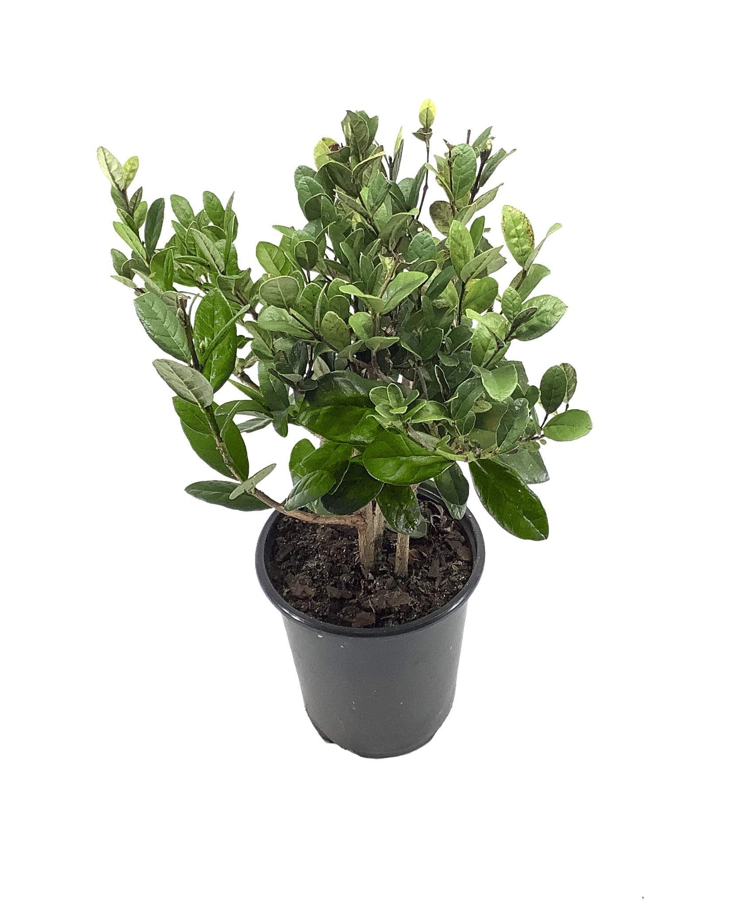 Pineapple Guava Plant - 1 Live 4 Inch Plants - Feijoa Sellowiana - Edible Flowers and Fruit