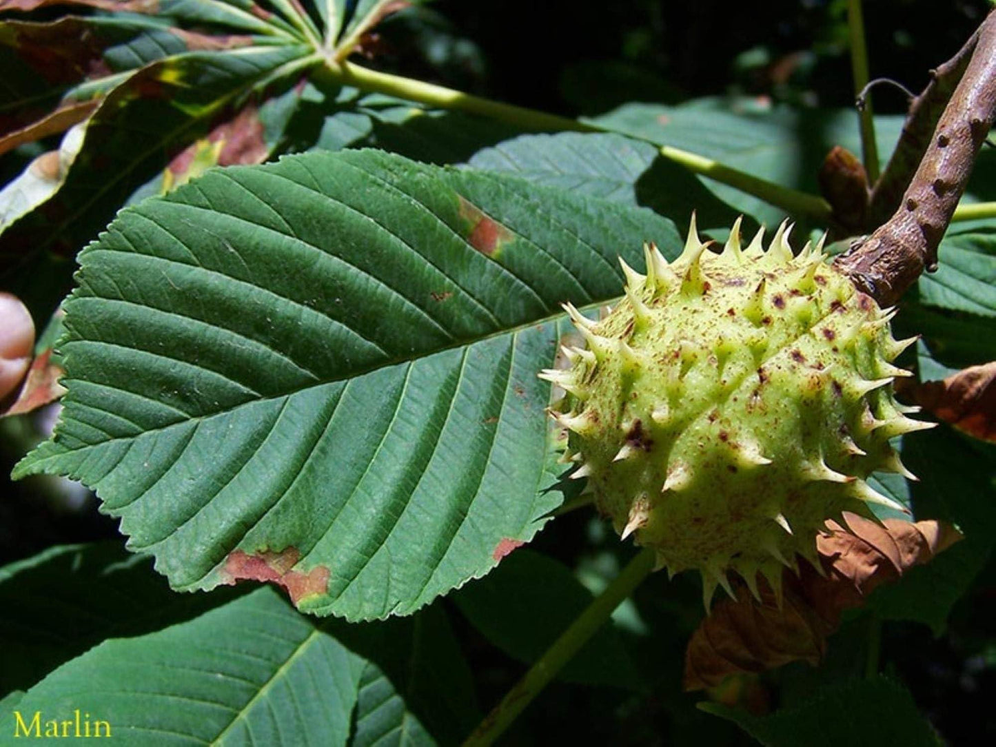 12-14" Tall Ohio Buckeye (Aesculus glabra), Bare Root 2 Year Old Plant