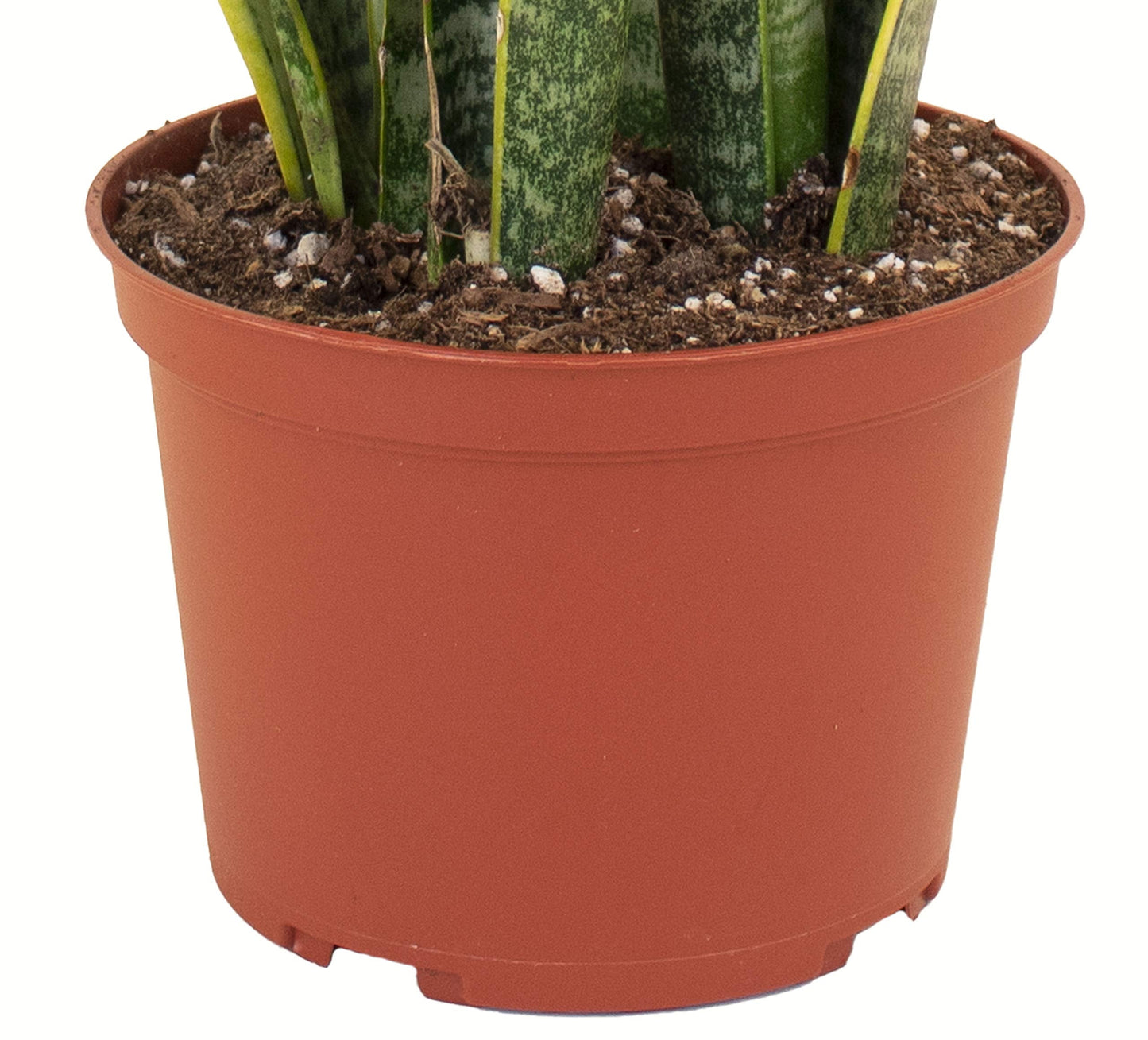 Shop Succulents | Standing Collection | Hand Selected, Air Purifying Live Sansevieria Laurentii Snake Indoor House Plant in 6" Grow Pot