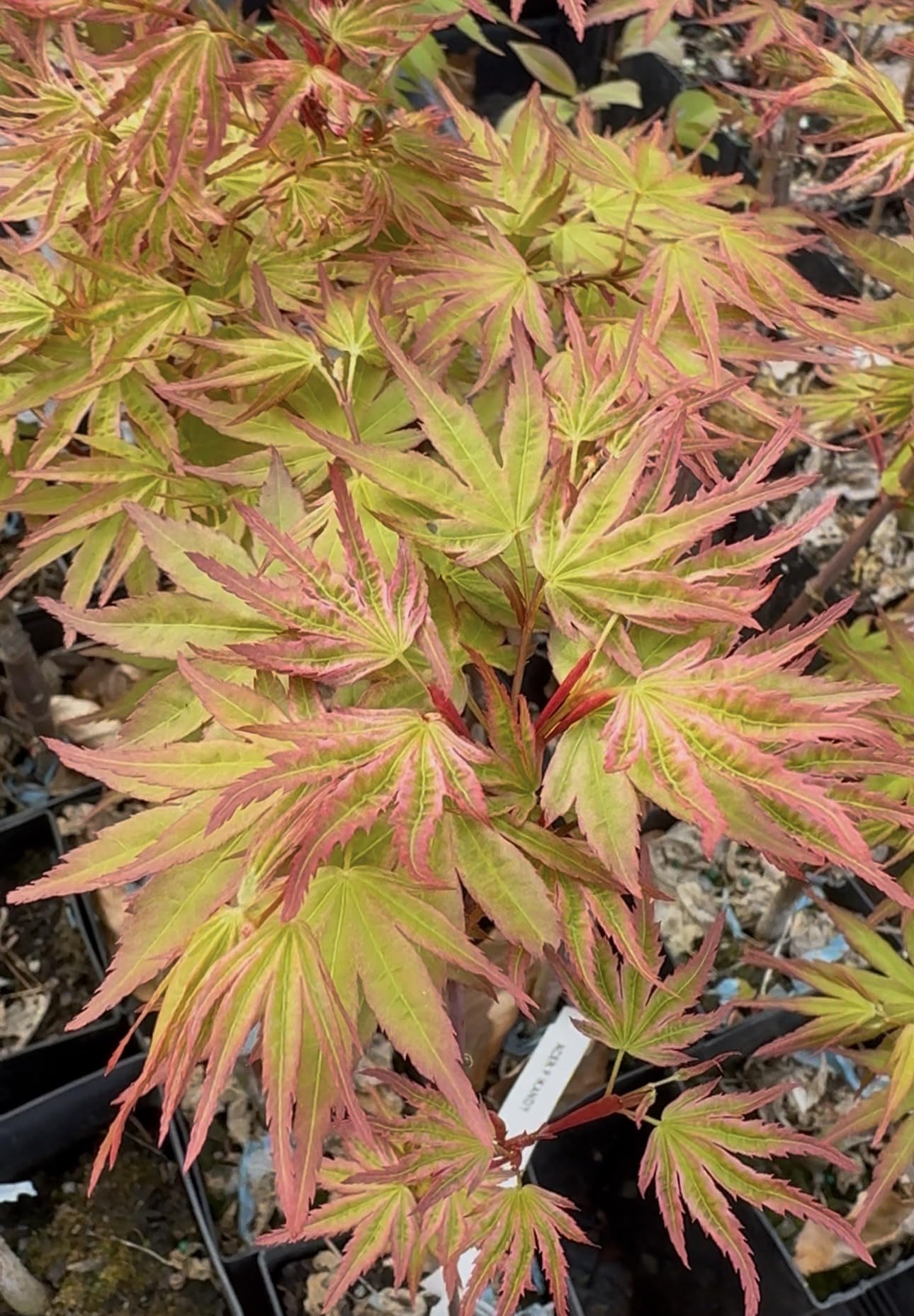 Ikandi Dwarf Variegated Japanese Maple 2 -Year Plant