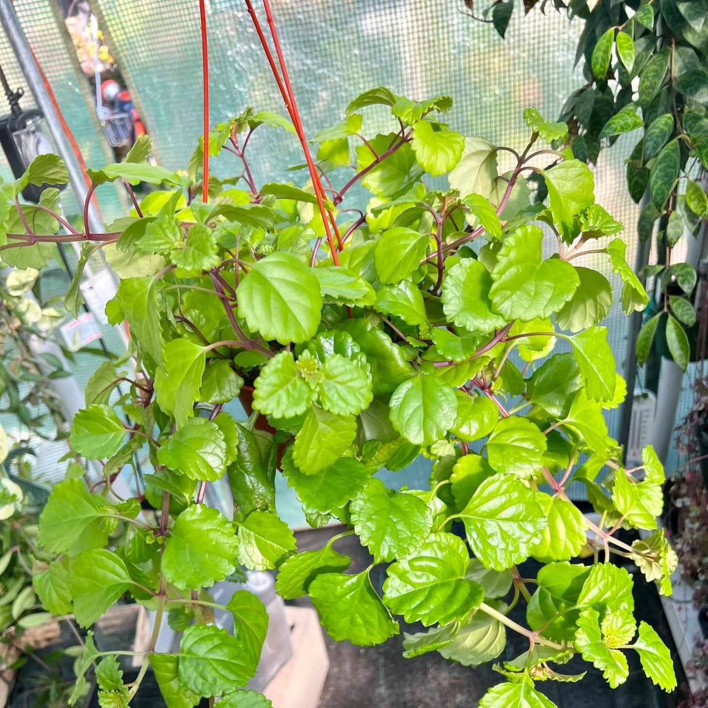 Yunaksea 1 Pot Swedish Ivy Plant Live, Plectranthus Swedish Ivy Mint Herbs, 4" Pot Indoor Outdoor Home Garden