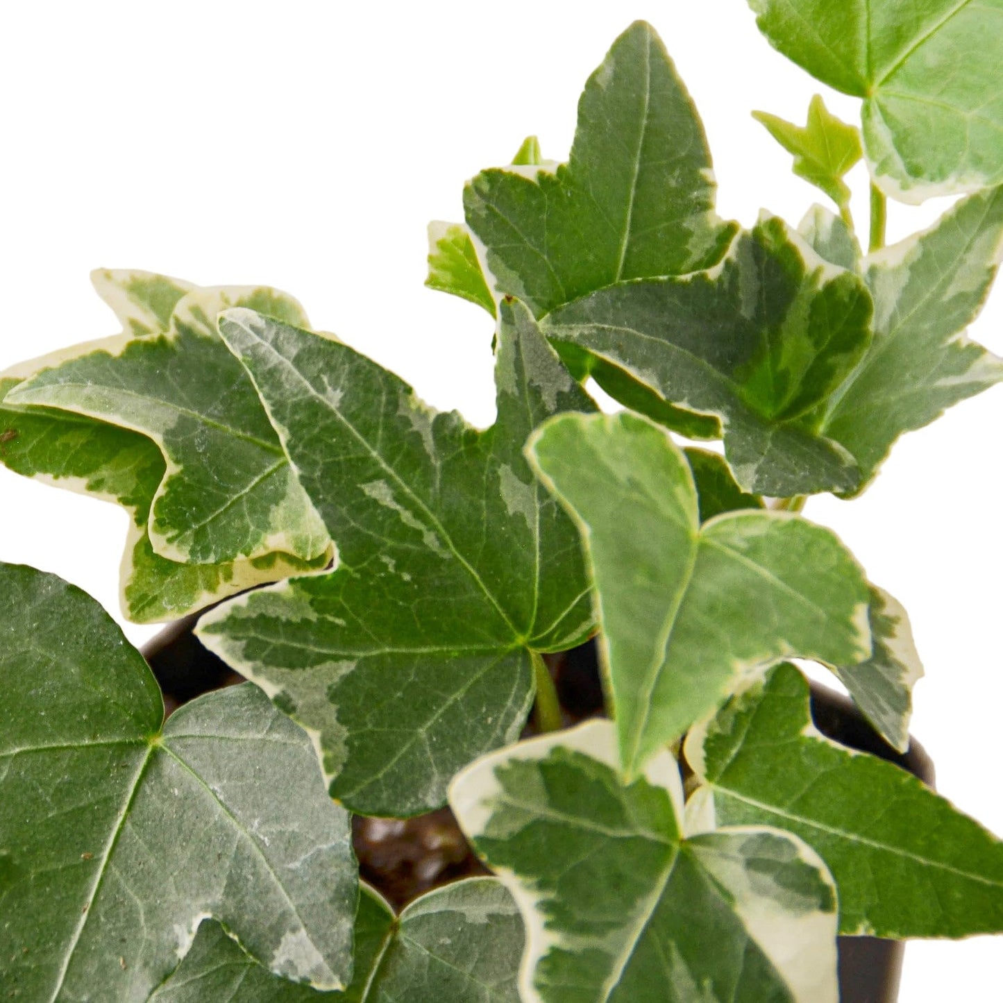 English Ivy Glacier | Live Plant for Indoor & Outdoor | for Living Room, Office, Bathroom | (3" Pot)
