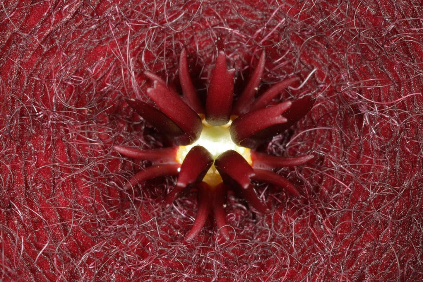 Stapelia Leendertziae 3.5 Inch Potted Plant Well Rooted Starfish Cactus - No Shipping to California Or Arizona!