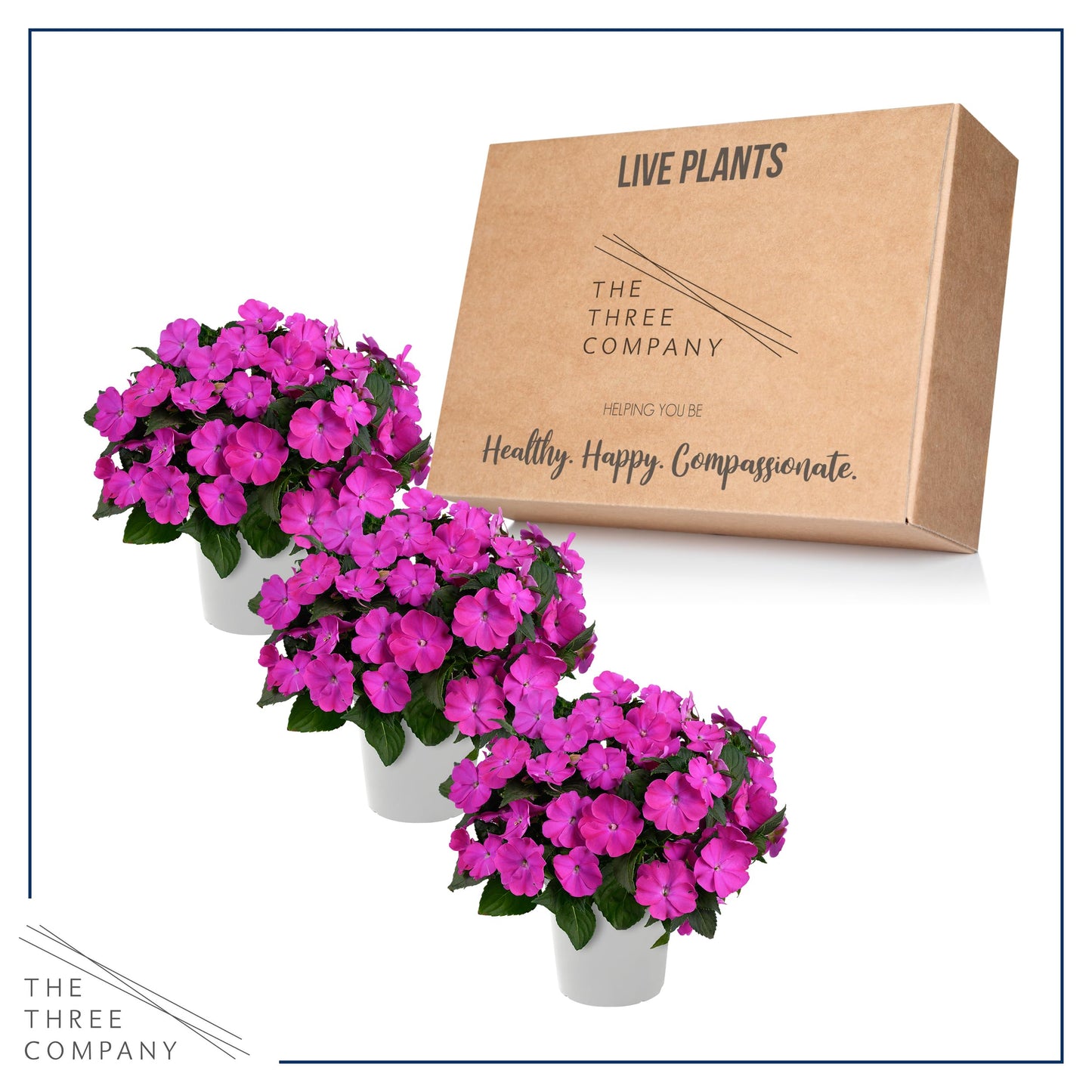 Live Flowering New Guinea Impatiens - Shades of Purple (3 Plants Per Pack) - Beautiful Shade Flowers - 12" Tall by 5" Wide in 1 Qt Pot