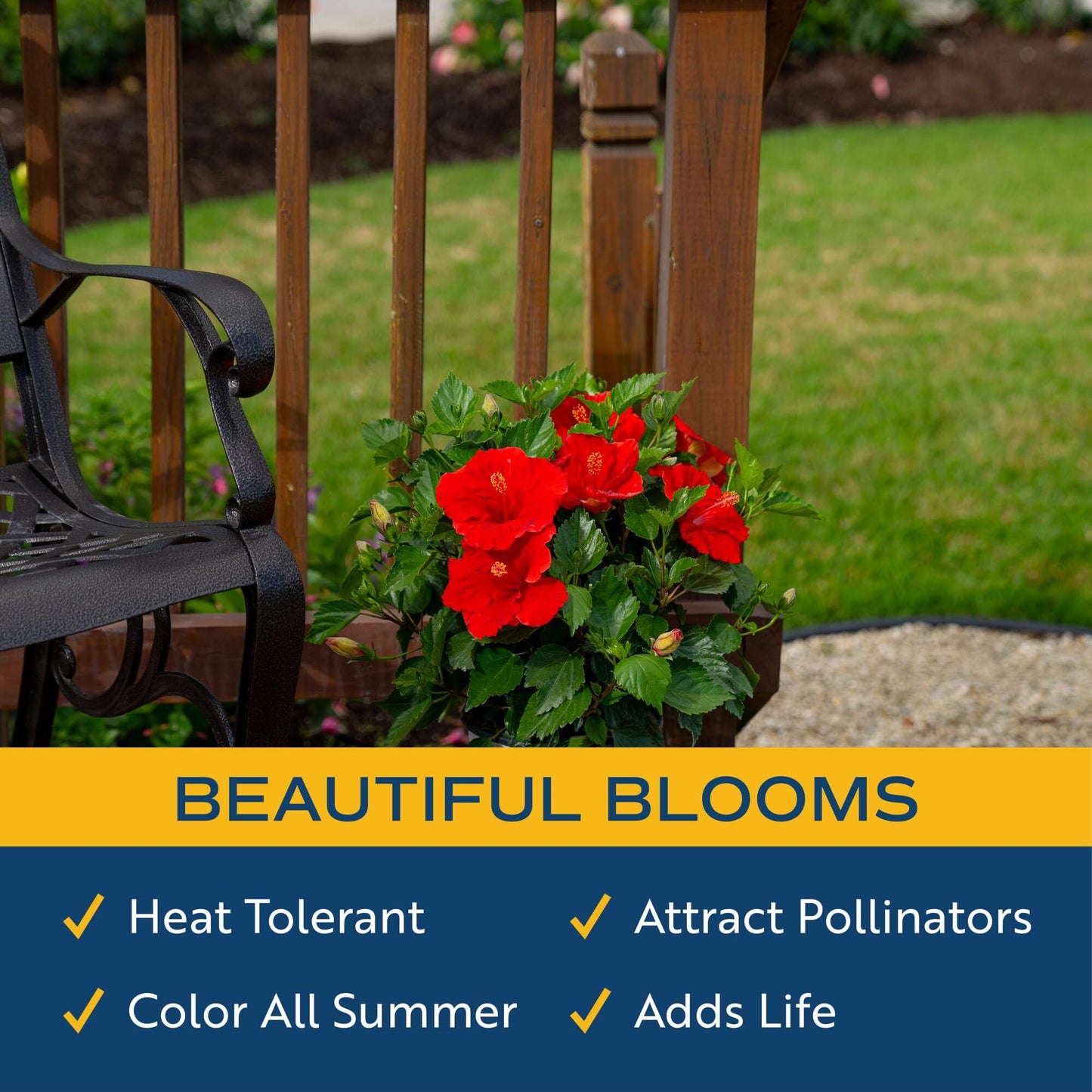 Costa Farms Live Hibiscus Plant - Red Tropical Outdoor Flowering Plant, 1 Gallon Grower Pot, 16-Inches Tall - Real Summer Flowers for Patio, Deck & Garden Decor - Hummingbird & Butterfly Attractor