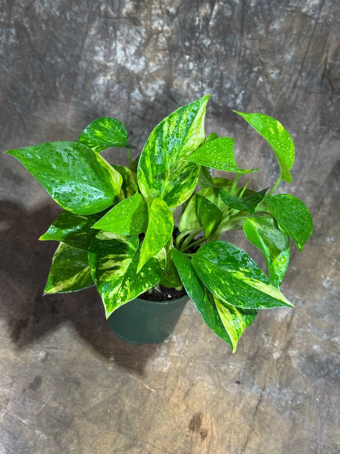 PLANTVERS Golden Pothos in a 4" Nursery Pot – Epipremnum Aureum – Live Vining Plant – Low Maintenance Indoor Plant – Air Purifying Houseplant – Easy Indoor Climbing Vine
