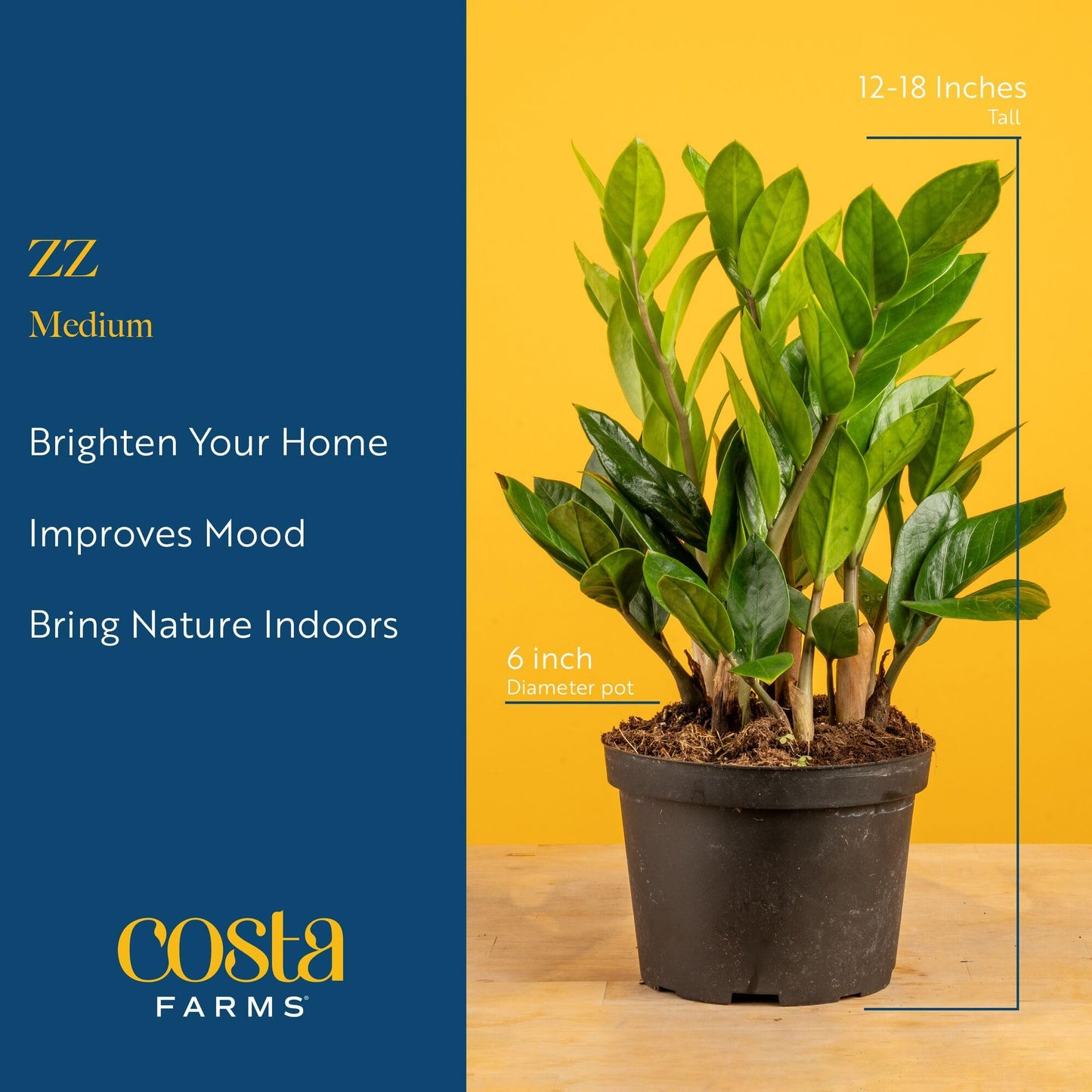 Costa Farms ZZ Live Plant in Decorative Pot, Easy to Maintain, Air Purifying Indoor Houseplant, Perfect for Home, Room, or Office Decor, Great House Warming or Birthday Gift, 12-20 Inches Tall
