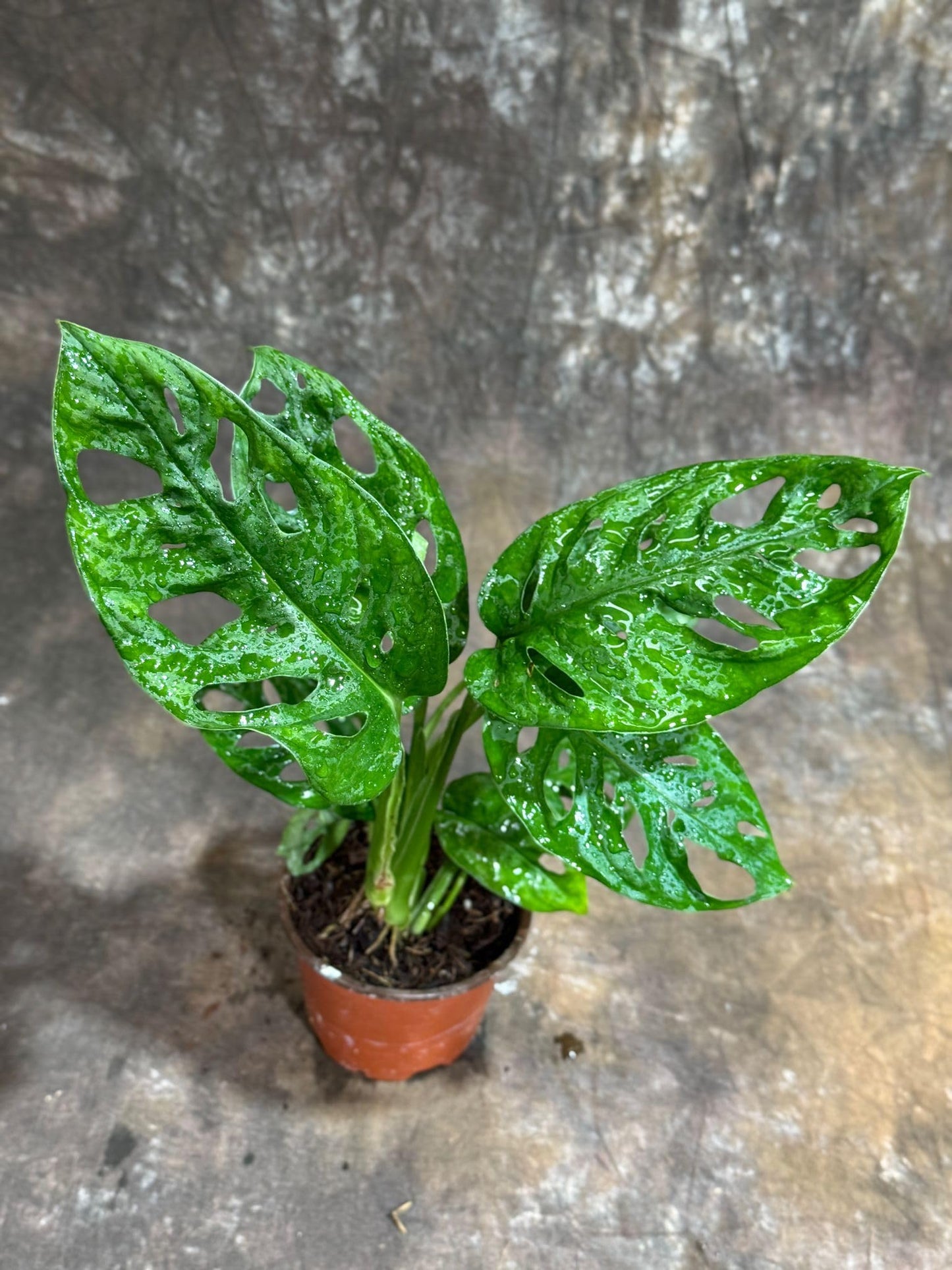 PLANTVERS Monstera Adansonii in a 4" Grow Pot – Monstera Swiss Cheese – Live Indoor Plant – Popular Houseplant – Low Maintenance Indoor Plant – Monstera Plant for Office & Home Décor