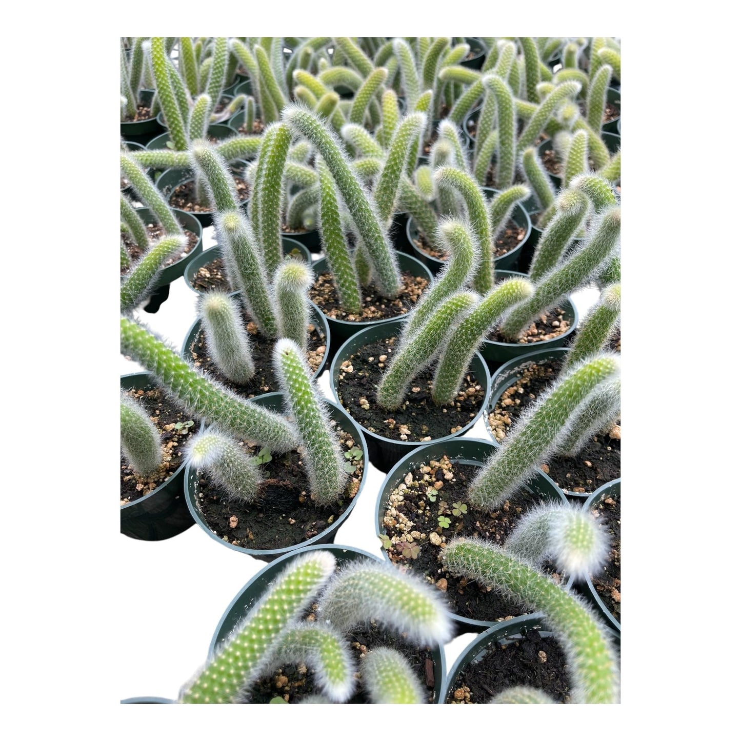 Rare Monkey Tail Cactus (Hildewintera colademononis) 4Inch Pot Around 3-4 Tails Around 3-8 in Inches for Each Tail Rooted and Healthy