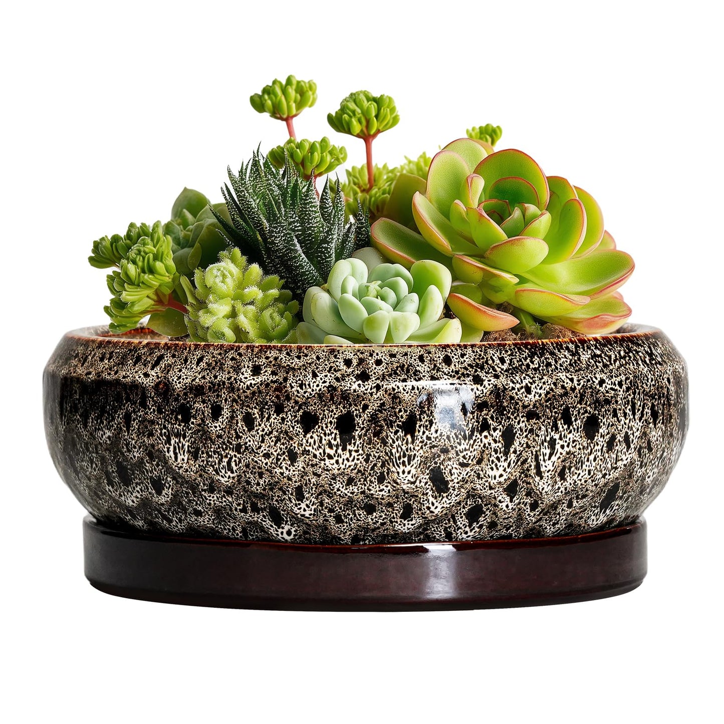 EPFamily Succulent Planter 6 Inch - Ceramic Bonsai Pots with Drainage Hole and Tray, Shallow Plant Pot Indoor Outdoor, Cactus Succulent Pot, Round Bonsai Planter, Home Decor, Plant Lover Gift, White