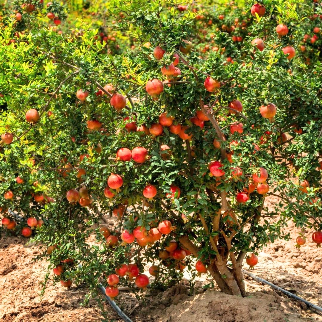 3 Pomegranate Trees Live Plants Cold Hardy, Large Sweet Fruit Pomegranates Plants Well-Rooted, 5-9 Inches Tall, No Pot