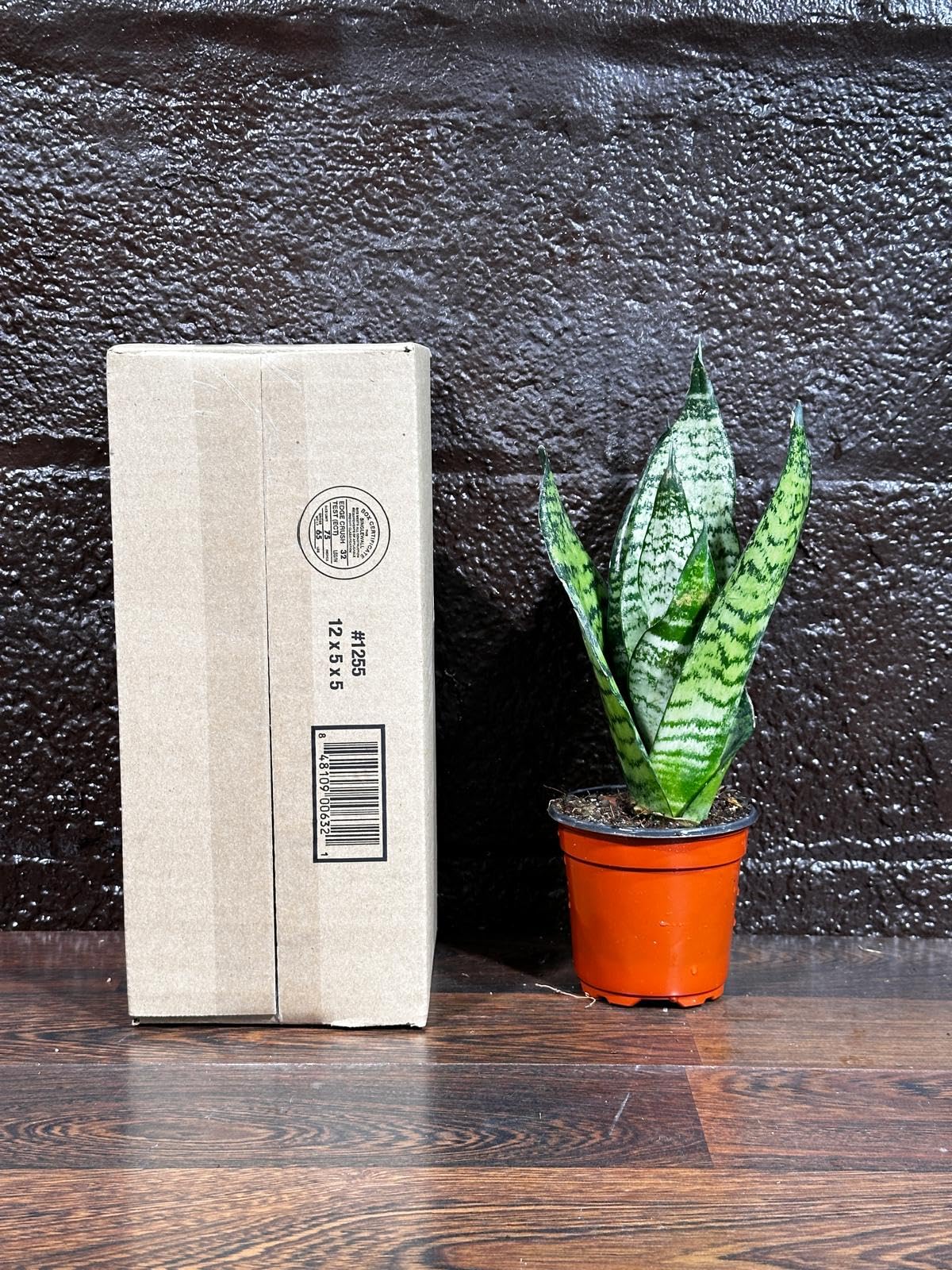 PLANTVERS Sansevieria Zeylanica Snake Plant in a 3 Inch Nursery Pot - Live Green Snake Plant - Mother-in-Law Tongue - Low Light Houseplant - Air Purifier Indoor Plant - Office Plant
