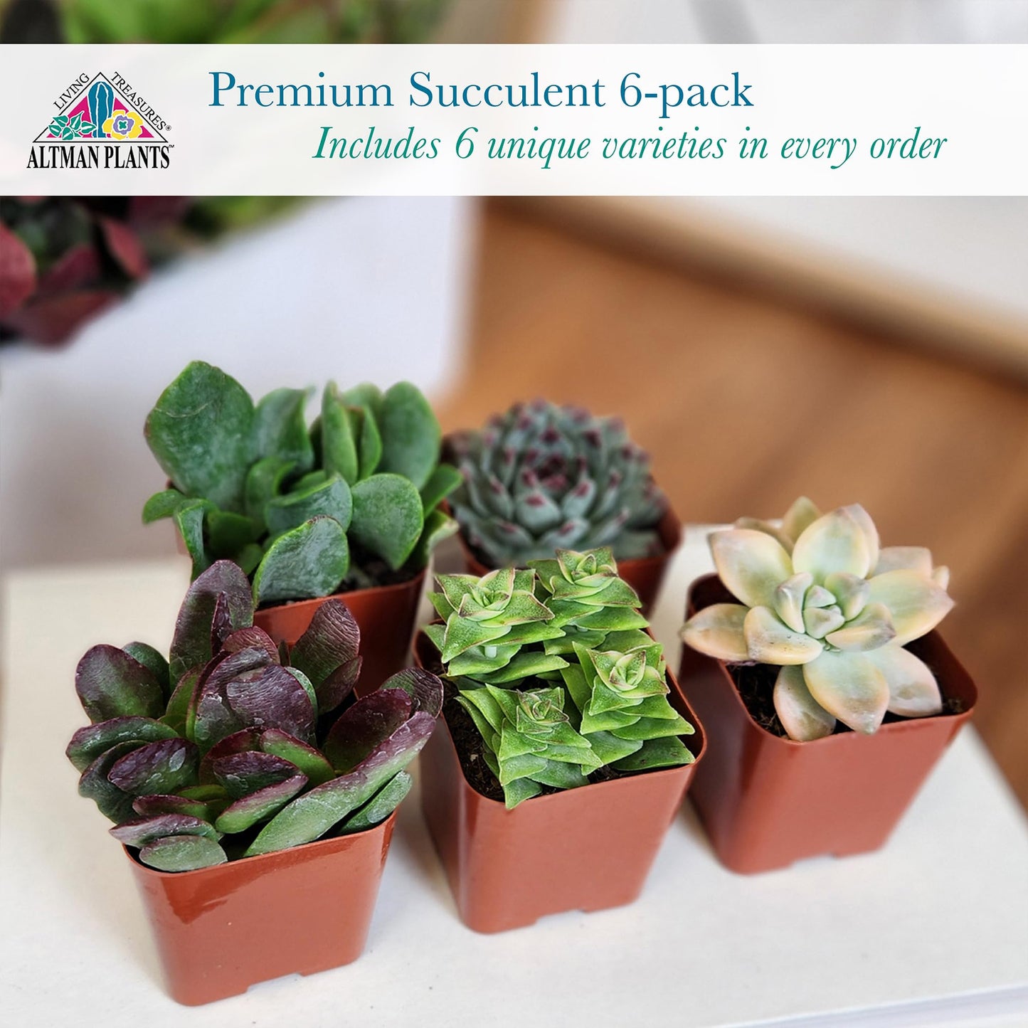 Altman Plants Specialty Live Succulent Plant (6 Pack), No Duplicates, Assorted Succulents Featuring Unique Colors & Shapes, 2 in Pots
