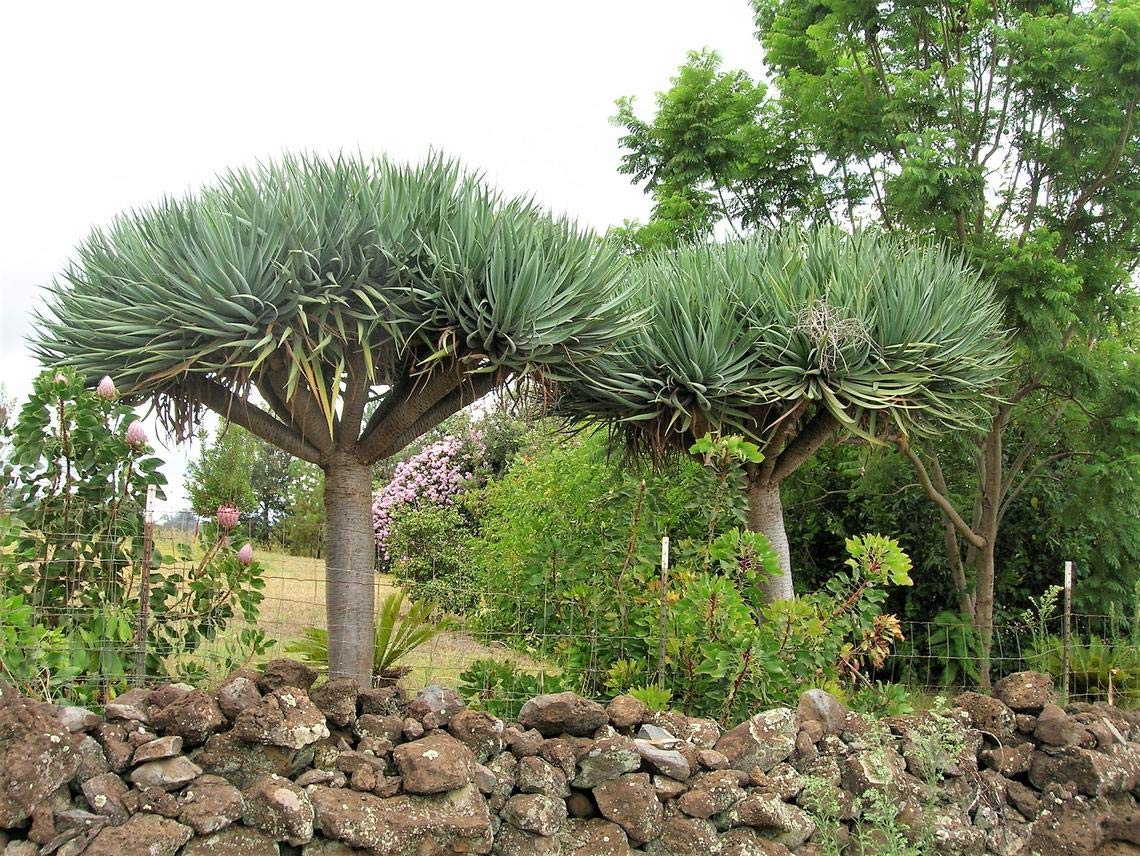 Dragon Blood Tree Seeds to Grow - 6 Seeds - Dracaena Draco Seeds for Planting - Exotic Tree Seeds
