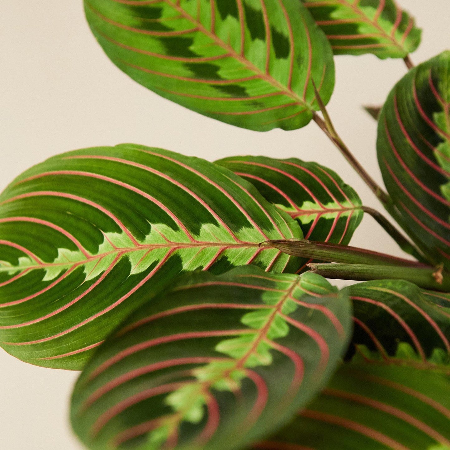 Maranta Red Prayer | Live Plant for Indoor & Outdoor | for Living Room, Office, Bathroom | (3" Pot)