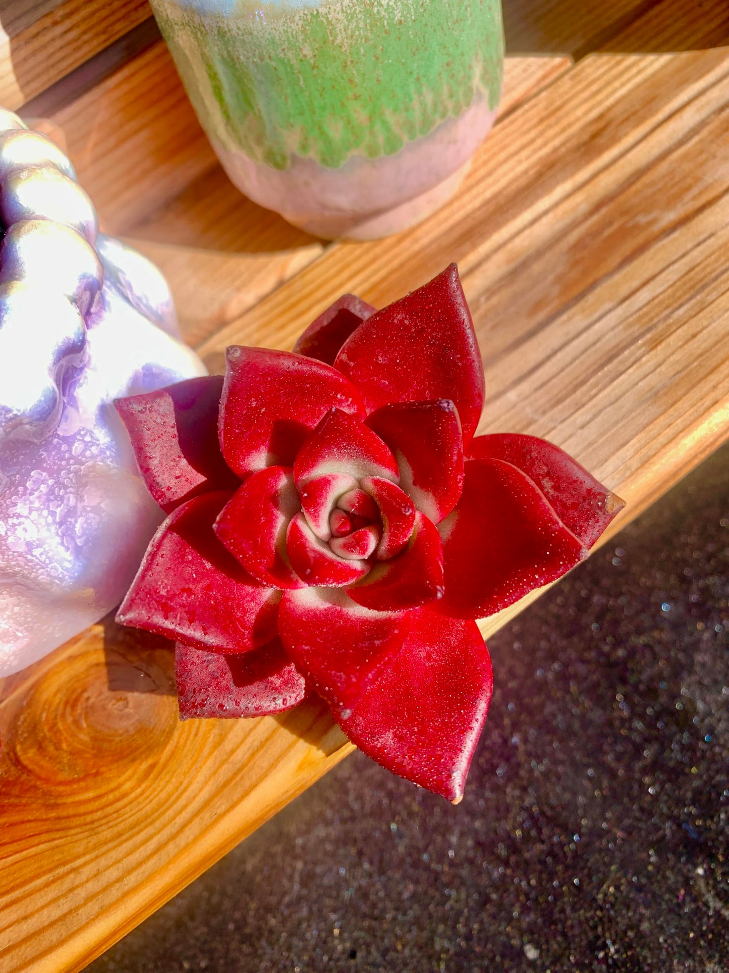 Echeveria Agavoides v Romeo Rubin Rare Live Succulent Plants, Red 1 Head 3" Live Plant, Package Without Pot Soil, Garden Indoor Office Desk, Wedding Party Baby Shower Decoration, Plant Lovers Gifts