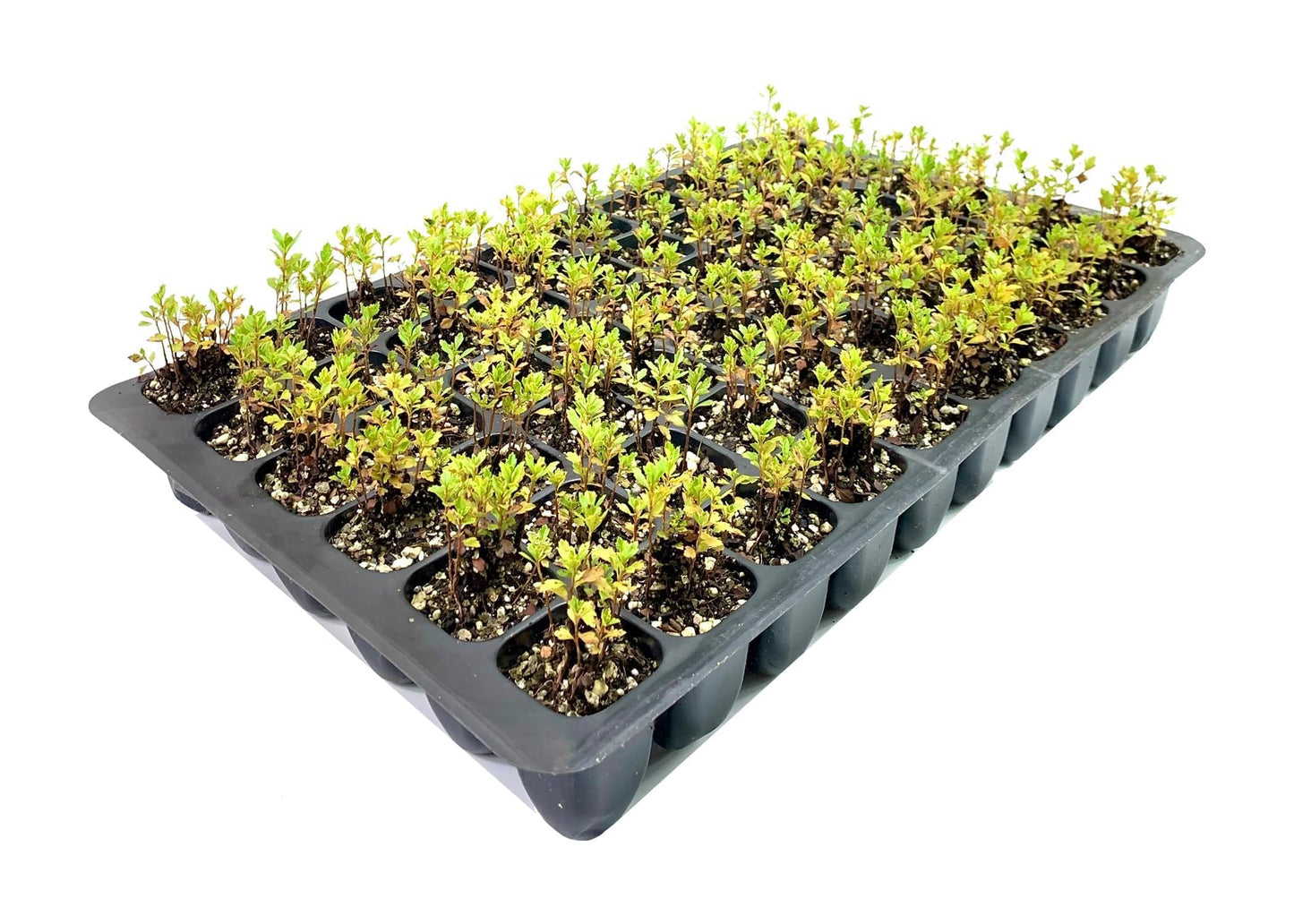 Wax Myrtle Don's Dwarf I 3 Live Plants I Myrica Cerifera | Compact Evergreen Shrub with Aromatic Foliage, Ideal for Small Spaces, Hedges, & Landscape Accents