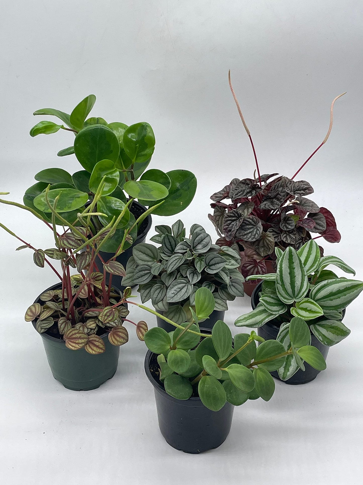 BubbleBlooms Peperomia Assortment Set, 6 Different peperomias in 4 inch pots Grower's Choice May Include Watermelon, Marble, Ripple, Rosso