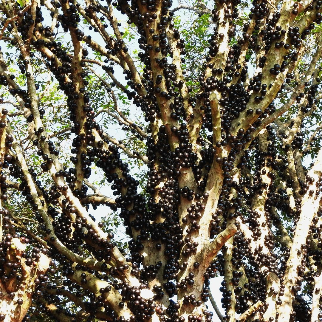 Live Black Jaboticaba Tree Plant, Brazilian Jabuticaba Plant, Sweet Fruit Tree, 1 Feet Tall for Outdoor Planting