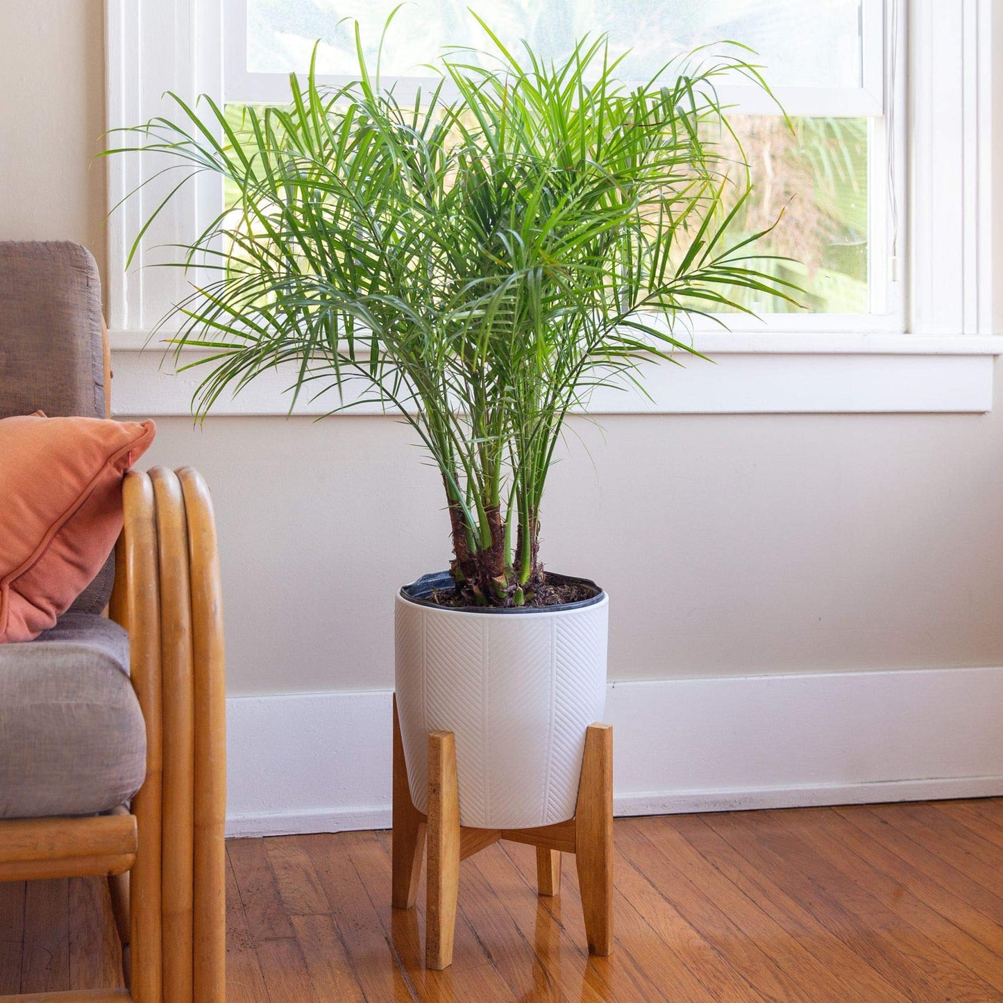 Phoenix Roebelenii Palm | Extra Large Trade 3 Gallon Plant | Phoenix Roebelenii | Tropical Foliage, Low Maintenance, Indoor Outdoor Decor, Air Purifying, Fast Growing, Ornamental Shade Tolerant