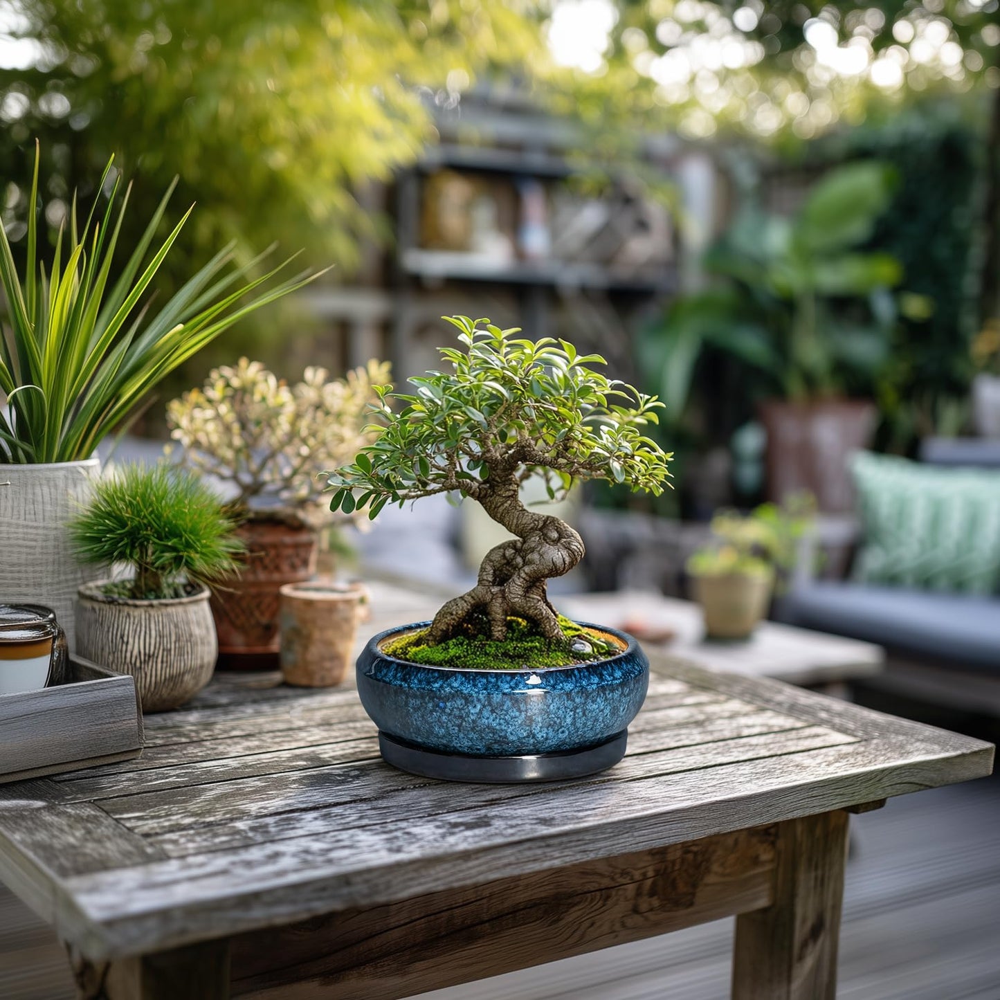 EPFamily Succulent Pots - 6 Inch Ceramic Bonsai Pots with Drainage Hole and Saucer, Shallow Planter for Indoor Outdoor, Round Succulent Planter, Cactus Pot, Office Decor, Gifts for Plant Lovers, Blue
