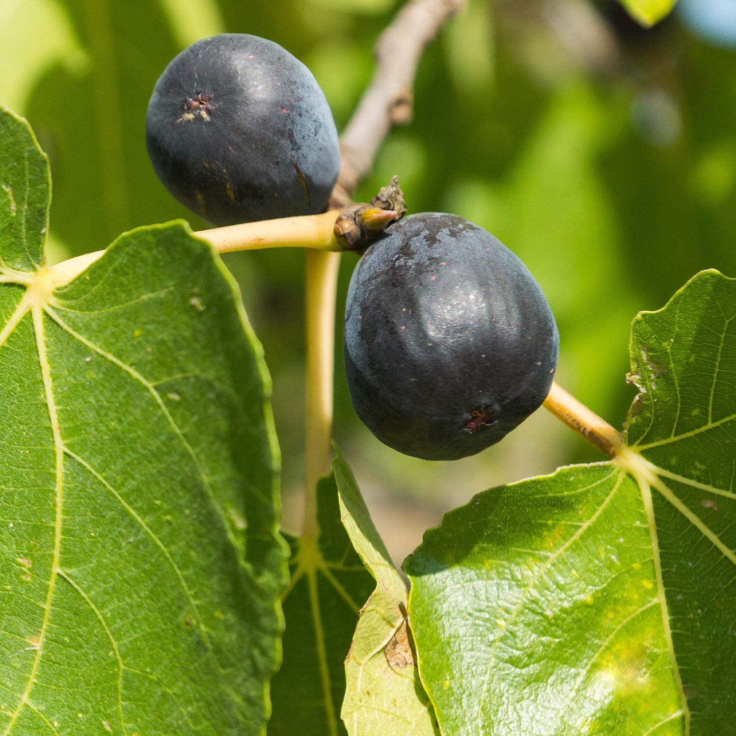 Perfect Plants Beer's Black Fig Tree in 1 Gallon Grower's Pot | Live Fruit Bearing Ficus for Indoor, Patio, & Outdoor Growing | Organic Edible Figs | Hardy Dwarf Tree | Fresh or Dried Fruit