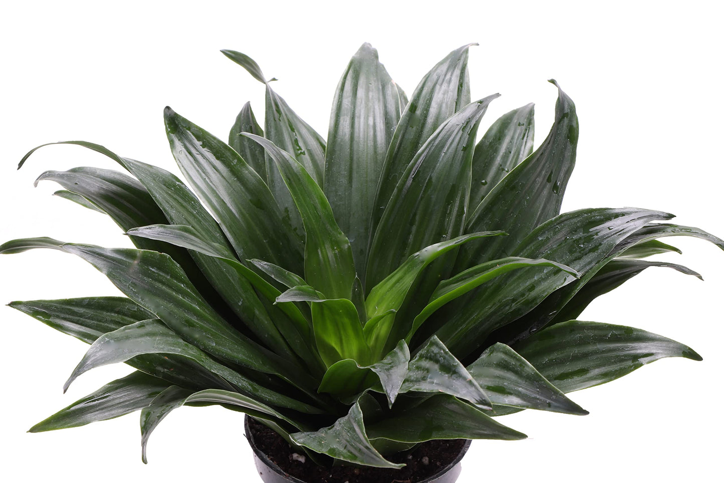 Thorsen's Greenhouse Low Light Houseplant Set, Easy Care Plants, Set of 3 Plants, Live Indoor Plants, 4" Diameter, Classic Pots (Brushed Silver)