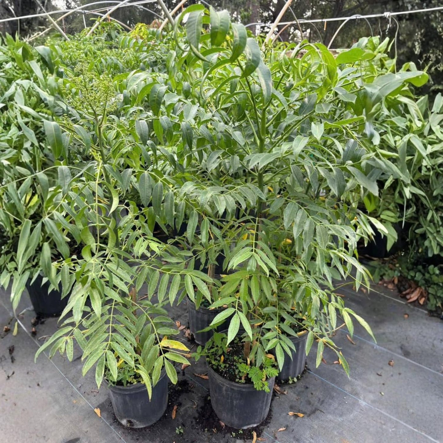 2-3Ft June Plum Tree Live Plant, 3 Years Old Tropical June Green Plum Fruit Trees, Zones 10-11 Outdoor Planting