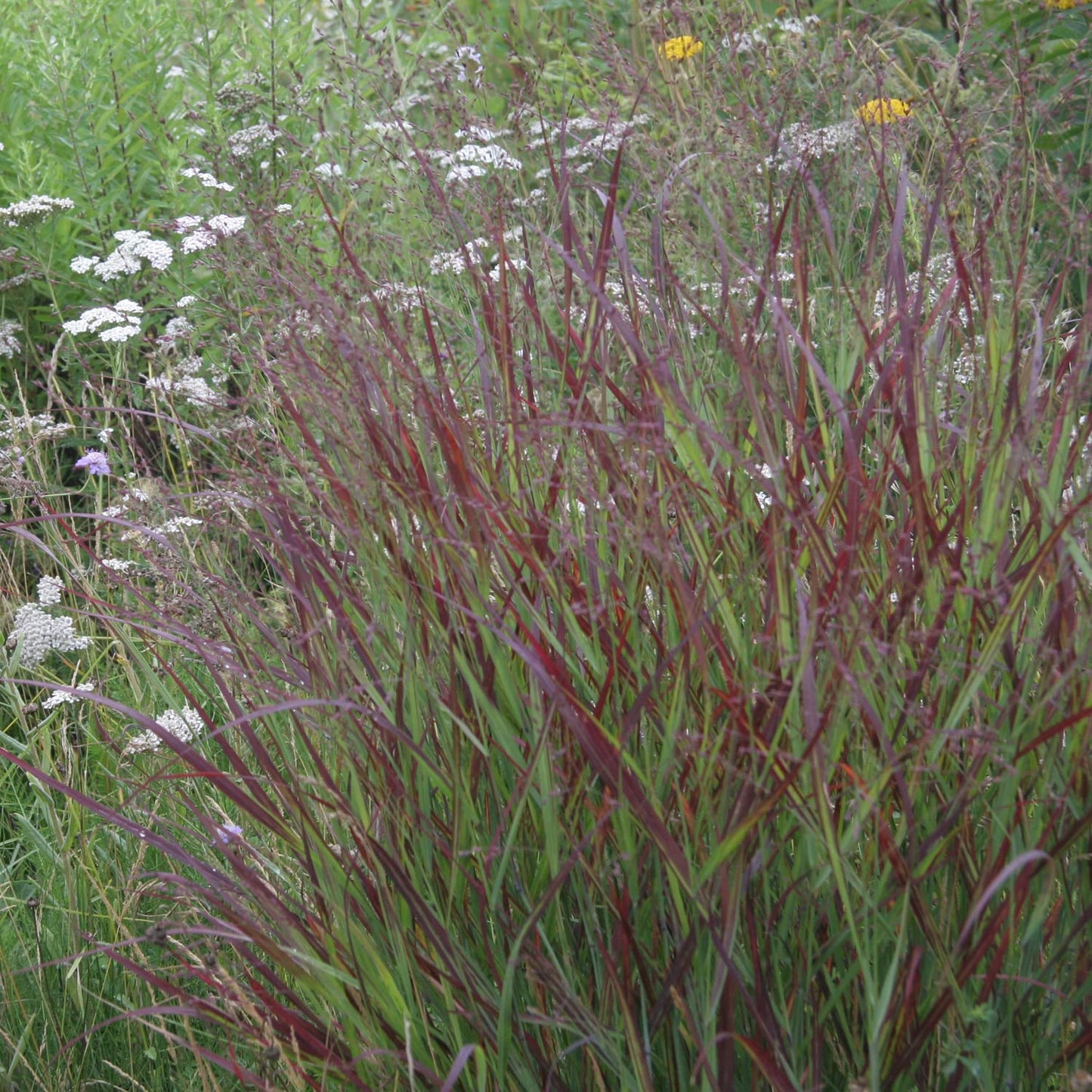 Van Zyverden Ornamental Grass Red Switch Grass One 3.25" Dormant Potted Plant