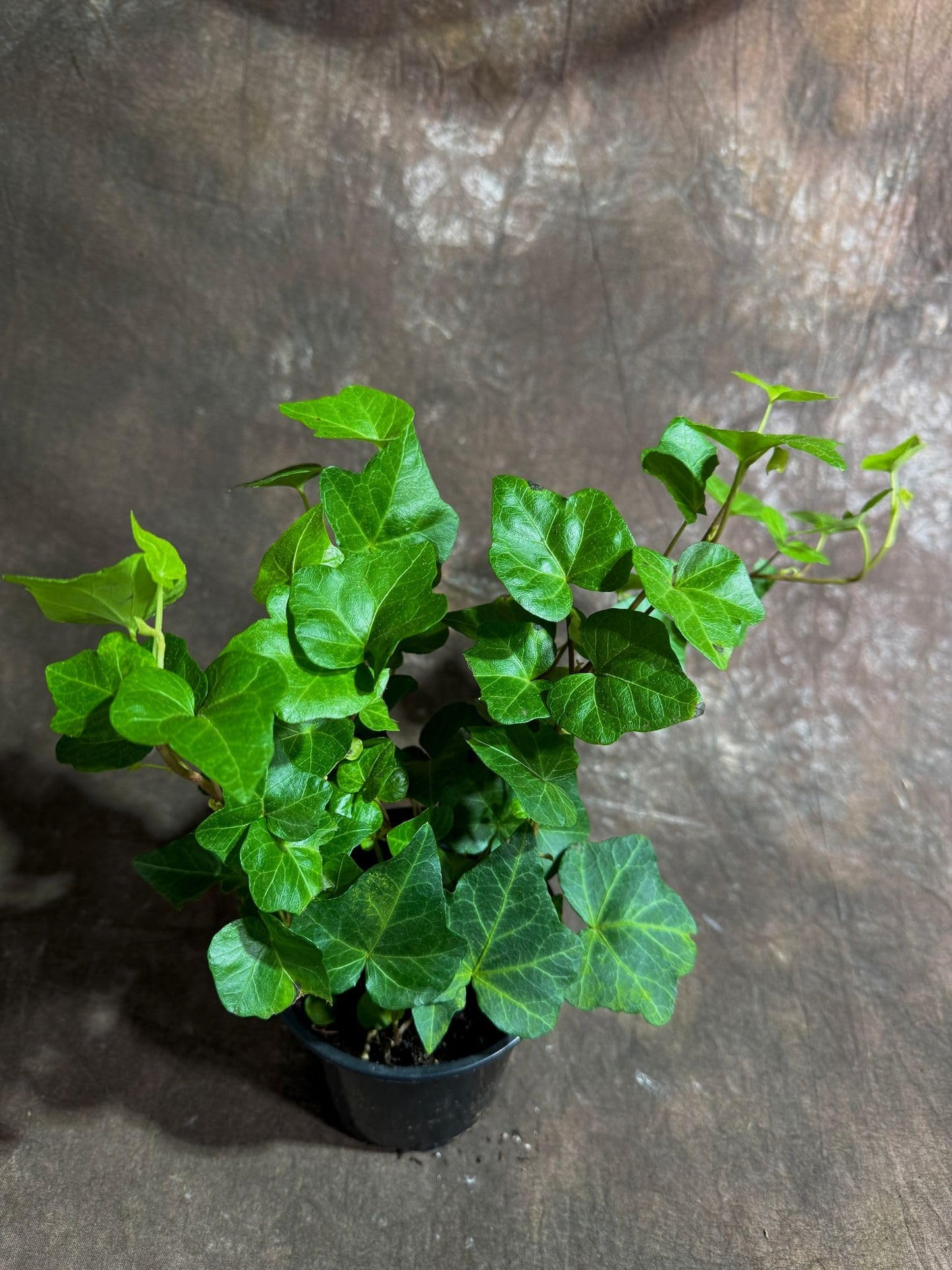 PLANTVERS Green Ivy in a 4" Nursery Pot - Hedera - Vining Plant - Low Maintenance Plant - Trailing Houseplant - Easy Care Live Plant