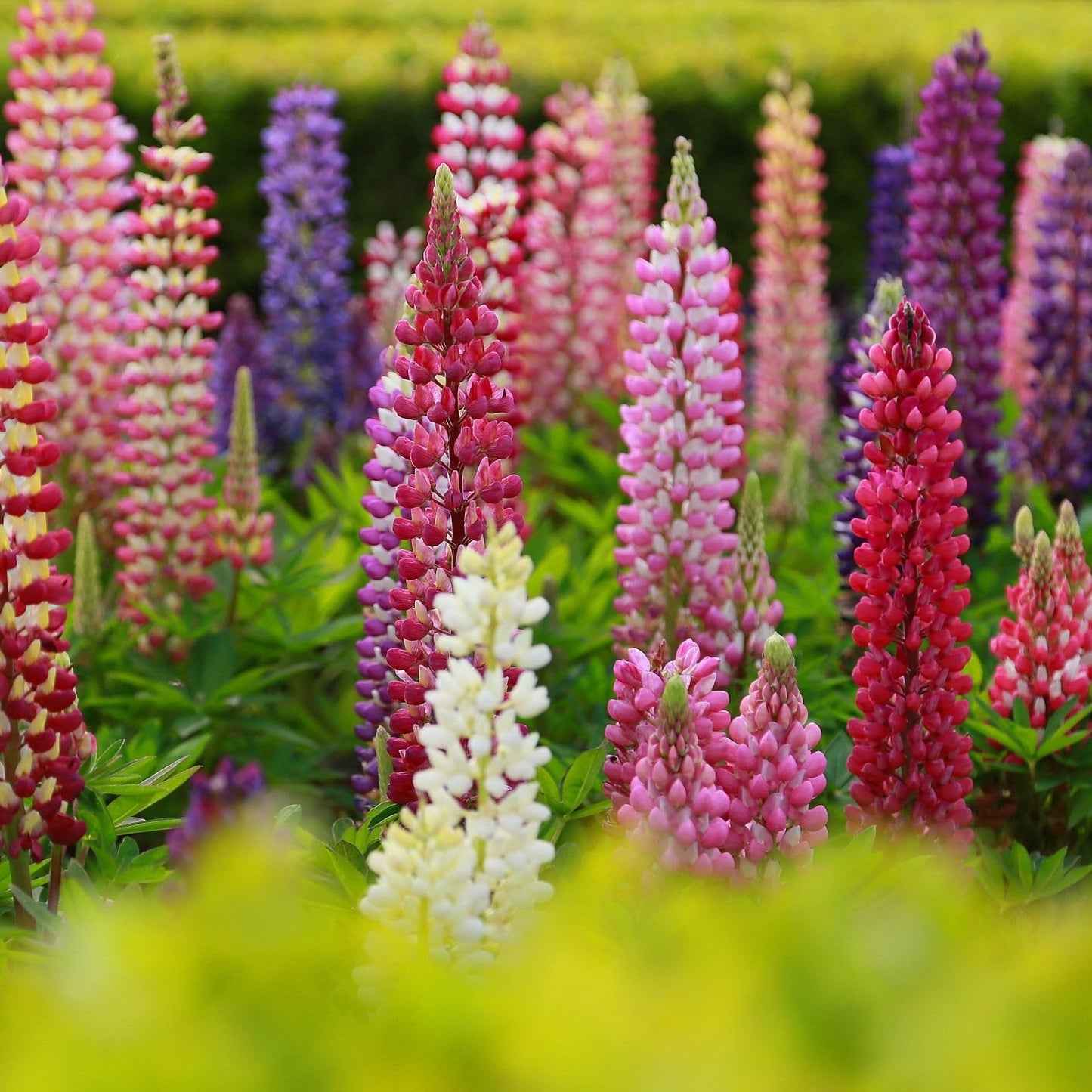 Clovers Garden Lupine Gallery Mix (Lupinus) Plants – Two (2) Live Plants – Non-GMO - Not Seeds - Each 4" to 8" Tall – in 4" Inch Pots – Perennial Flower