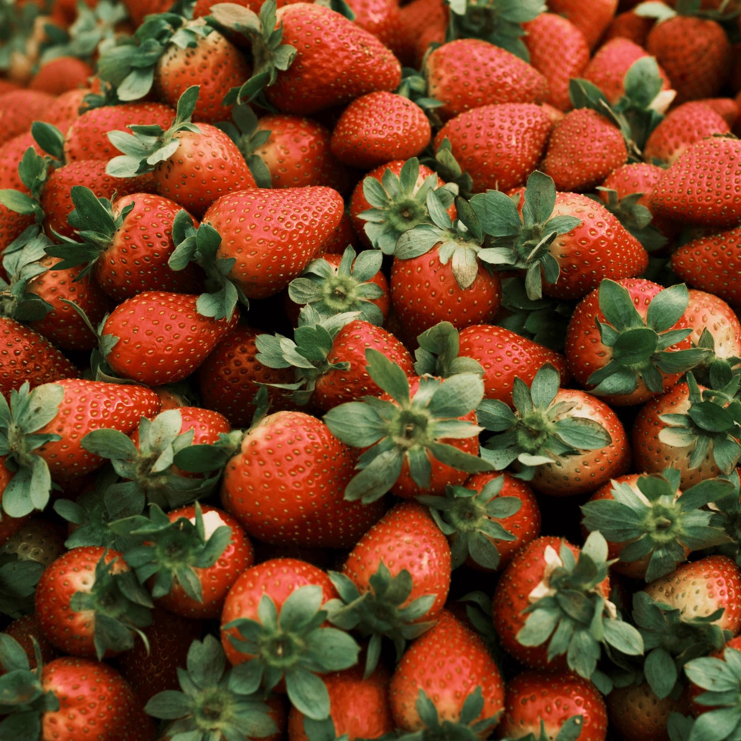 'Jewel' June Bearing Bare Root Strawberry Plants - Large Strawberries, High Yields, and Consistent Performance! from Hand Picked Nursery (5)