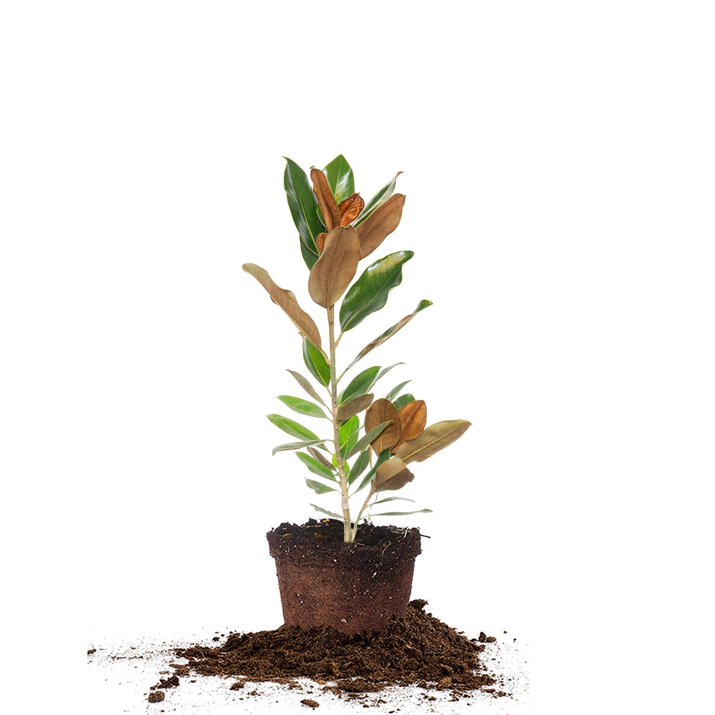 PERFECT PLANTS Bracken's Brown Magnolia Live Plant, 1-2', Includes Care Guide
