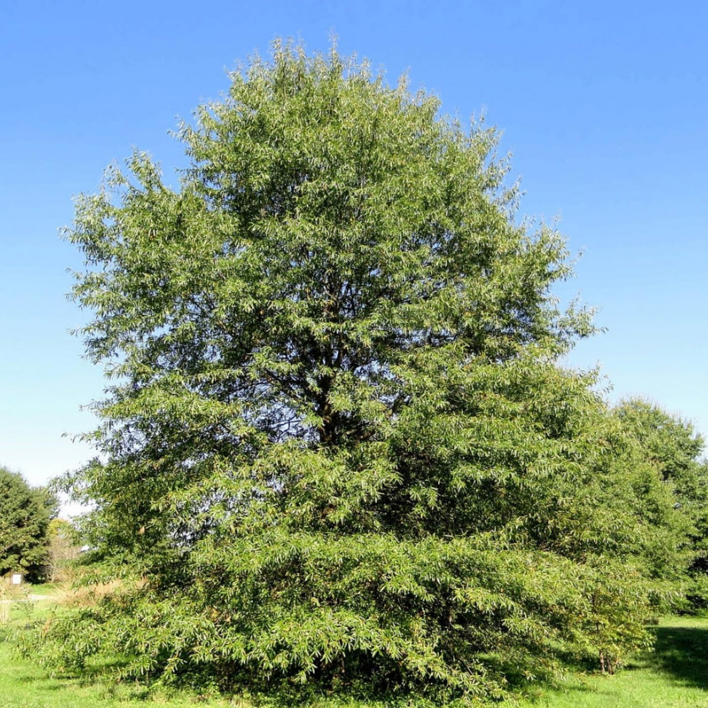 Set of 2 Willow Oak Trees Bare Roots 12–18 inches, Hardy, Fast-Growing Shade Trees for Landscaping and Yard Planting
