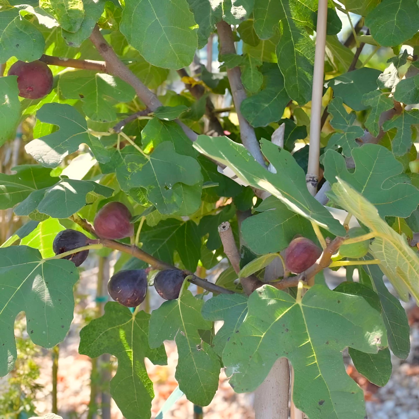 Chicago Cold Hardy Fig Tree Live Plant – Fast Growing, Cold Hardy Fruit Tree for Outdoor Planting – Chicago Cold Hardy Fig for Home Garden, Patio & Orchard (1 Gallon/Potted/Single Plant)