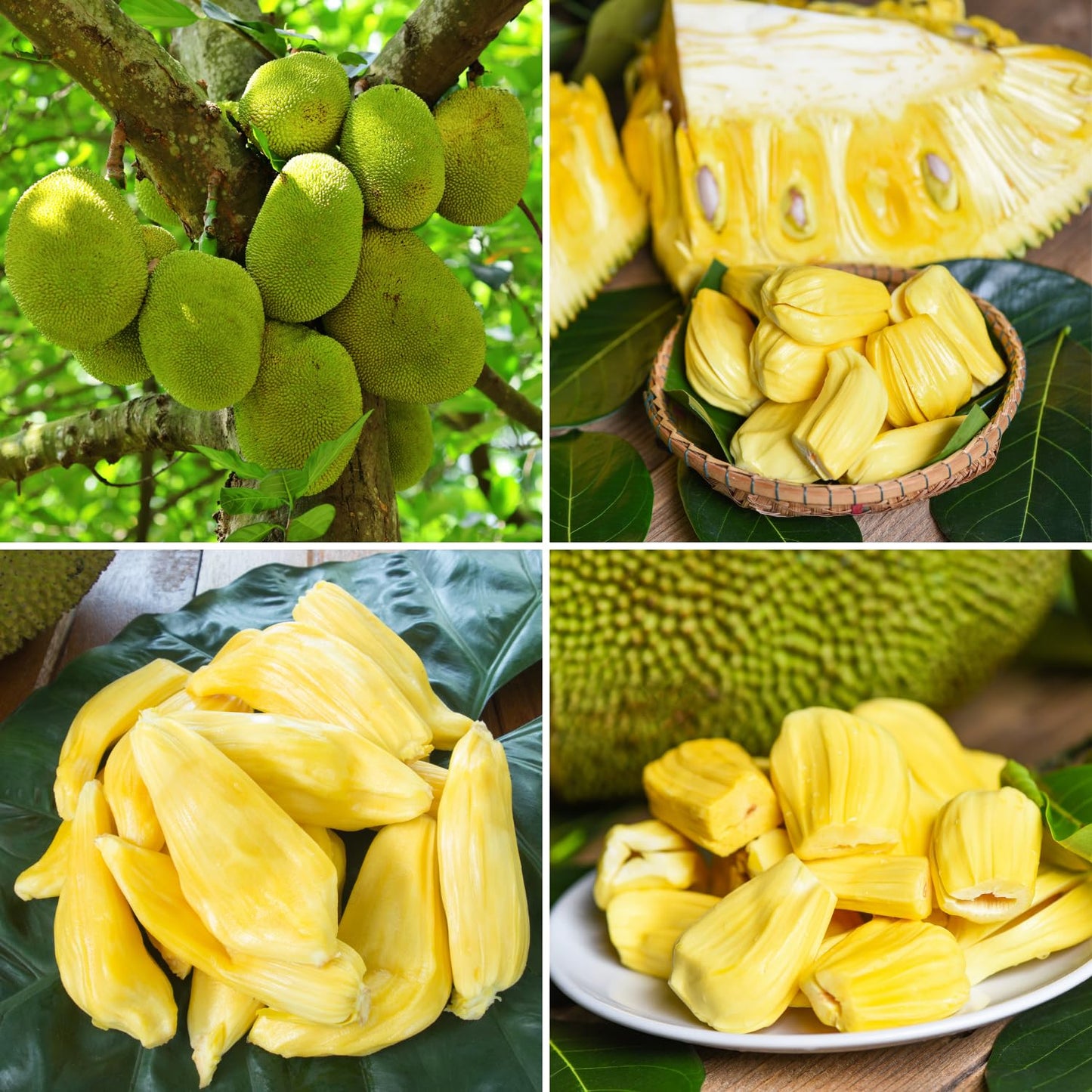 Jackfruit Plant, 6-10 Inch Live Tropical Jackfruit Fruit Tree, 4 Inch Pot, Large Sweet Fruit Starter Plant