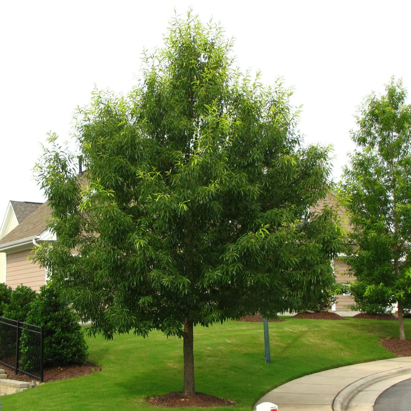 Live Plant - Sawtooth Oak Tree - 18-24" Tall - Live Plant - Bareroot - Quercus acutissima