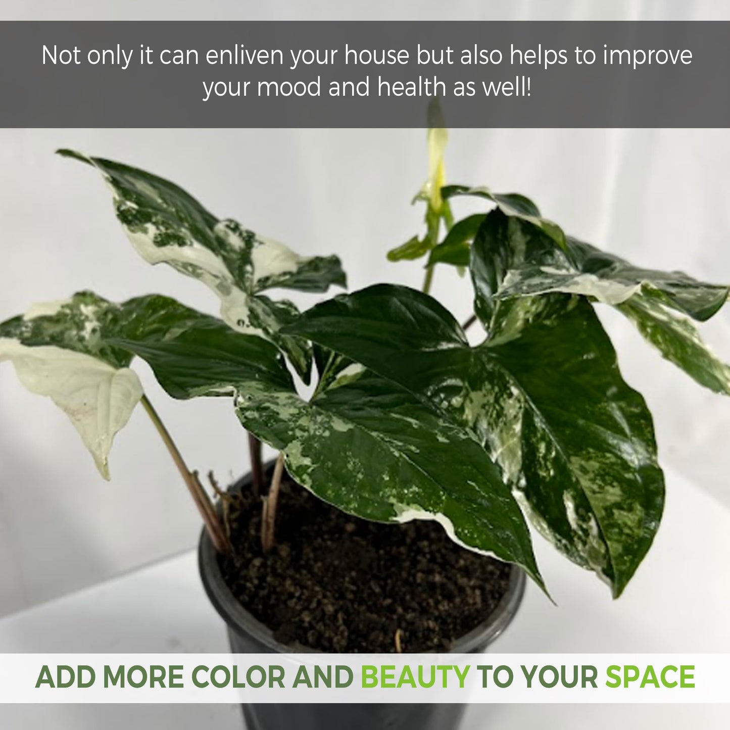 LEAL PLANTS ECUADOR Syngonium Podophyllum Albo Variegated - Elephant Ear House Plant|Syngonium Live Plant Variegated Live Houseplant| Perfect for Home Decor, Unique Gift for Plant Lover