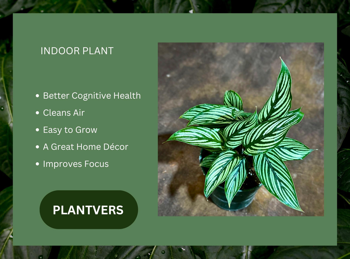 PLANTVERS Live Calathea Plant – Easy Care & Low Maintenance Tropical Houseplant – Air Purifying Indoor Plant for Low Light & Home Décor (Calathea Vittata 4" Grow Pot, 4" Grow Pot)
