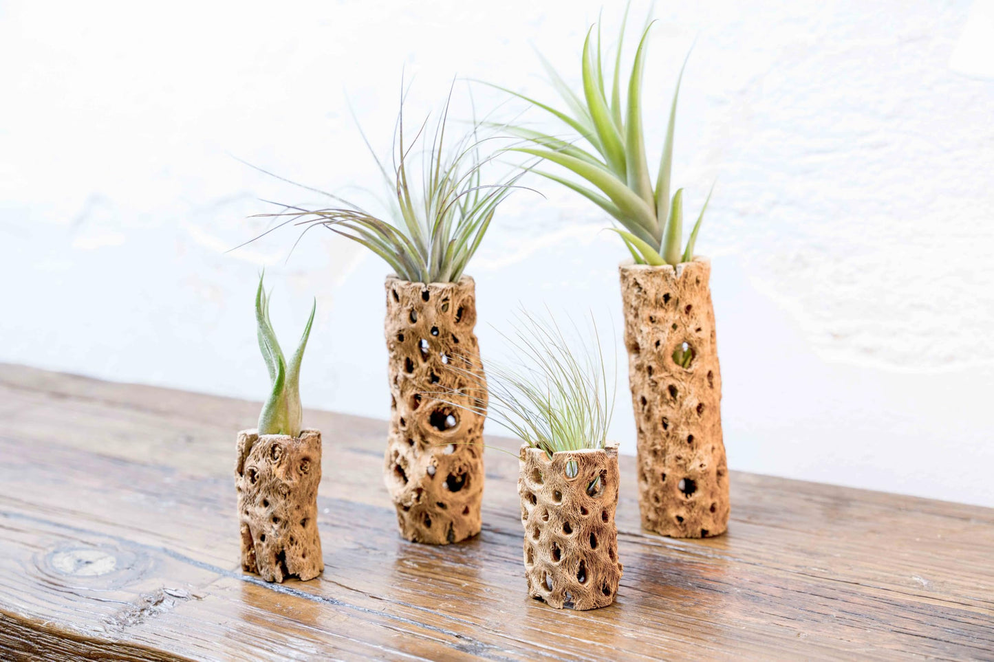 Air Plant Shop 5 Pack 3 Inch Cholla Cactus Holders with Assorted Air Plants- Wholesale and Bulk - Succulents - Live Tillandsia - Easy Care Indoor and Outdoor House Plants