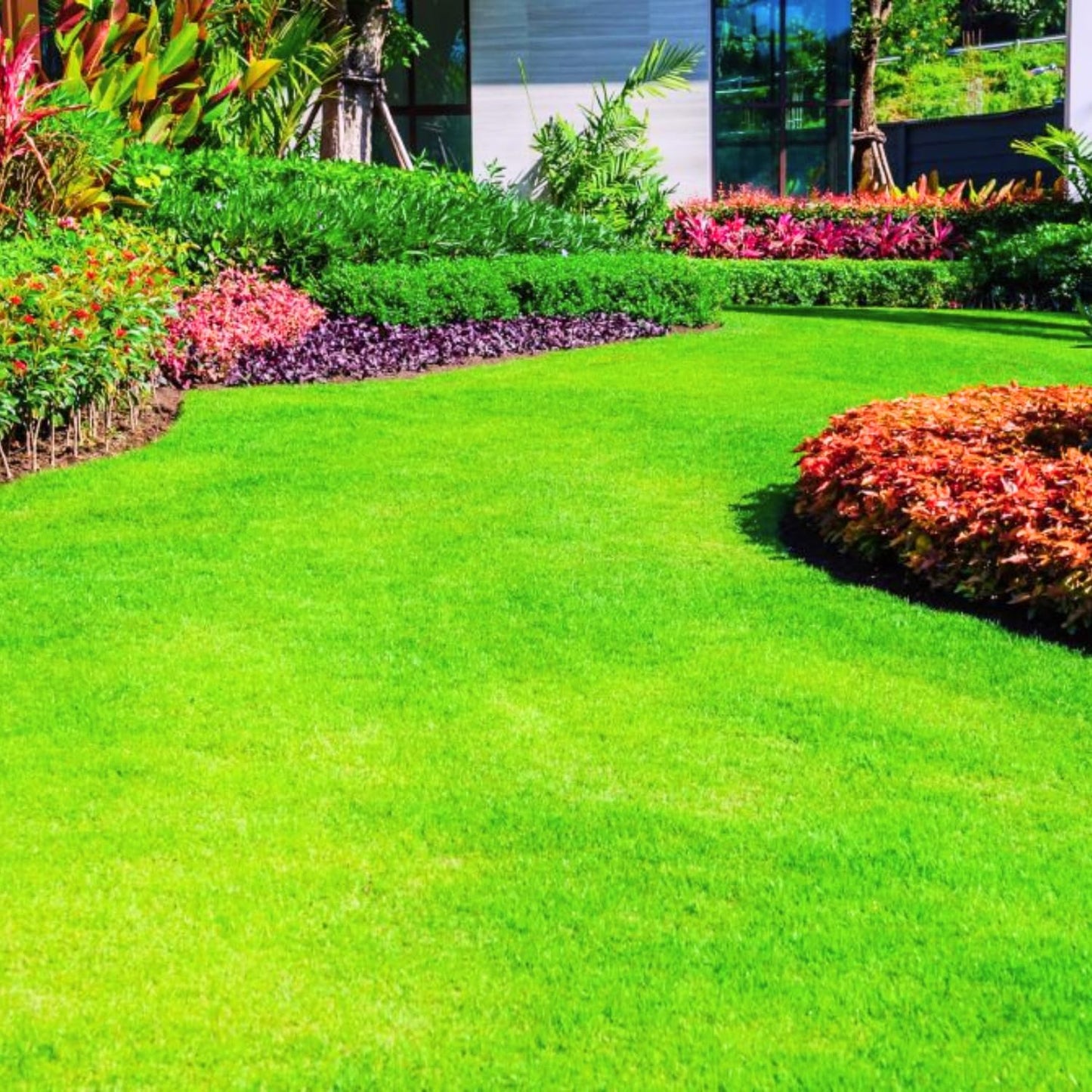 10000 Zoysia Grass Seeds Zoysia Japonic Seeds Lawngrass Seeds, Grow Outdoor in Backyard or Home Garden