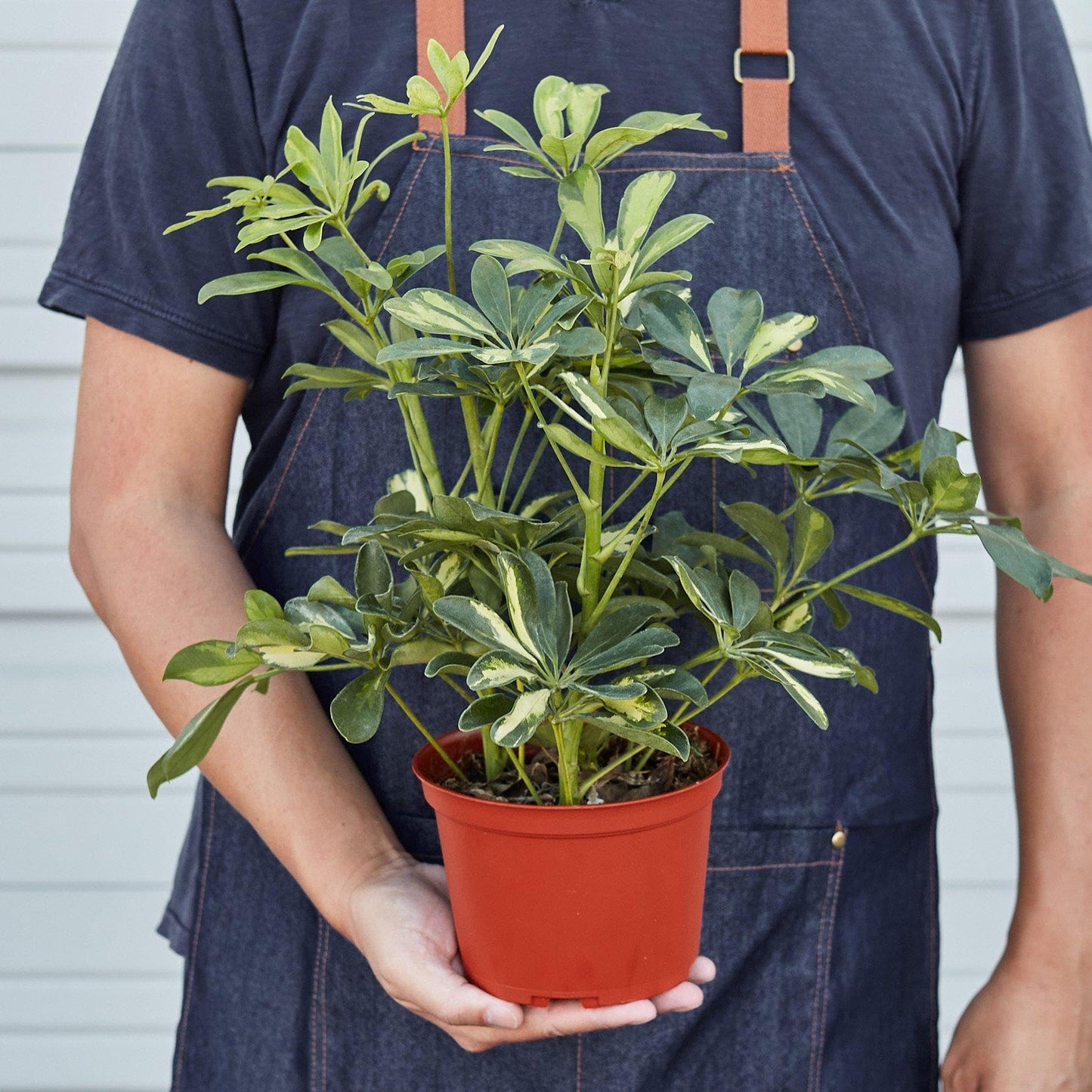 Schefflera Arboricola Variegated 'Umbrella' | Live Plant for Indoor & Outdoor | for Living Room, Office, Bathroom | (6" Pot)