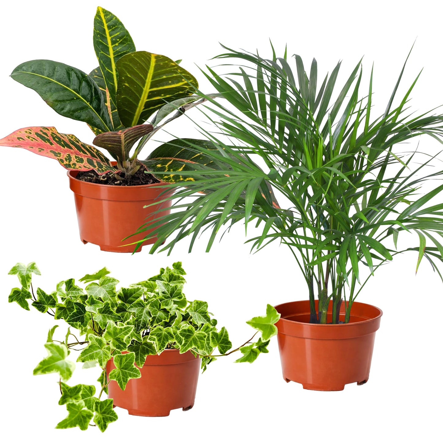 Easy to Grow Houseplants Mix Pack of 2 Full Size Potted Plants - Established & Rooted in 4" Quart Pots, Growers Assorted Mix of Air-Purifying Large Plants (Not Starter Plugs)
