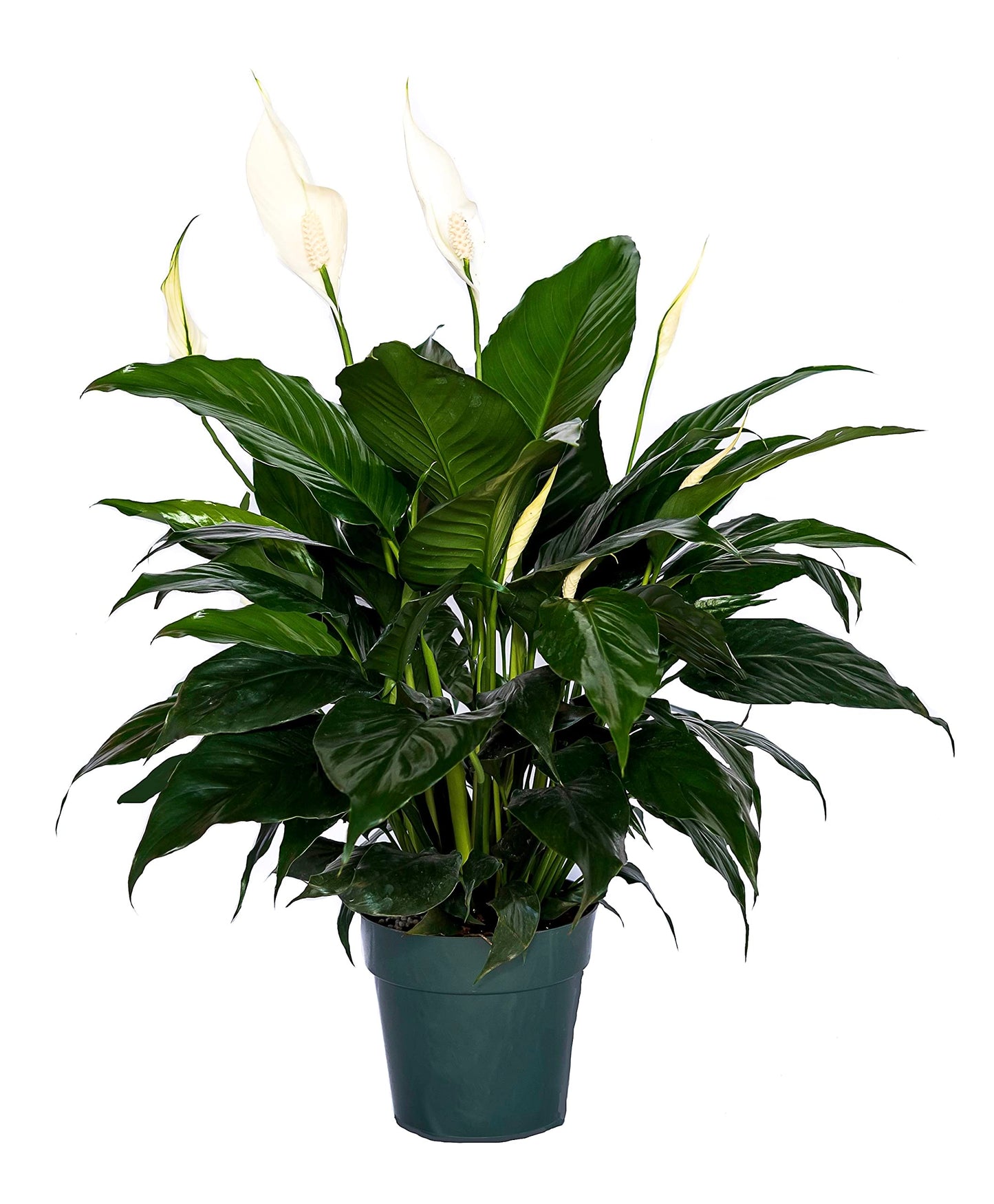 Peace Lily Plant-Friendship Foliage's Family Farm Grown Quality Live Indoor Spathiphyllum (6" Pot)