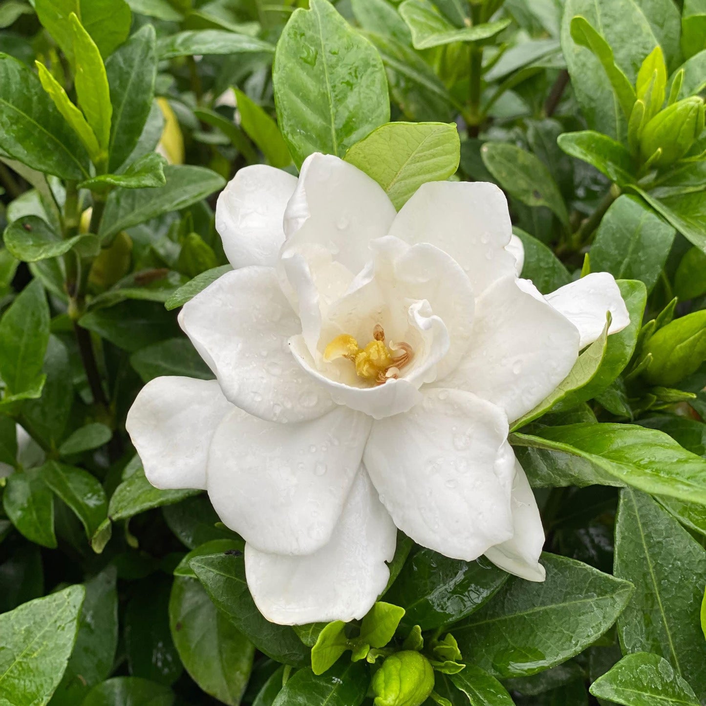 Proven Winners Pillow Talk Gardenia (Gardenia jasminoides) Live Plant, 4.5" Qt
