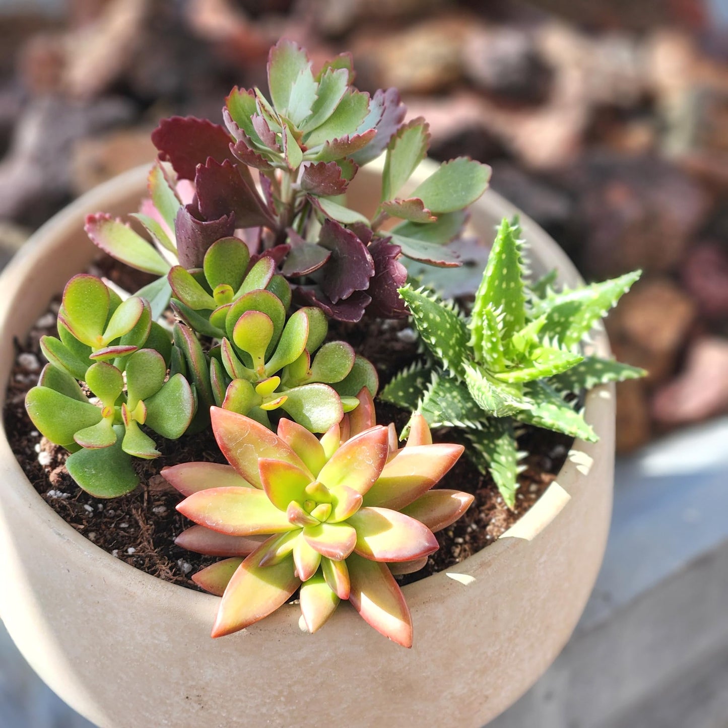 Altman Plants, Live Succulents Plants Live Houseplants (4PK), Succulent Plant Lover Gifts, Live Indoor Plants in Potting Soil, Live Plants Indoor Cactus Plants Live Succulent Plants Live House Plants