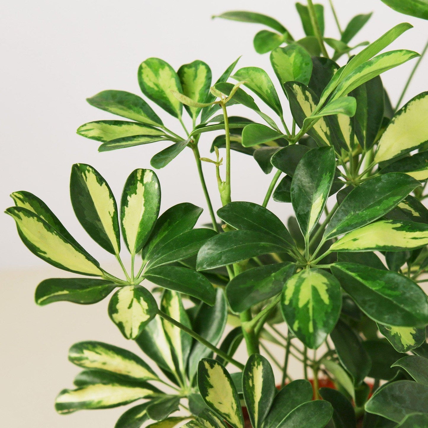 Schefflera Arboricola Variegated 'Umbrella' | Live Plant for Indoor & Outdoor | for Living Room, Office, Bathroom | (6" Pot)