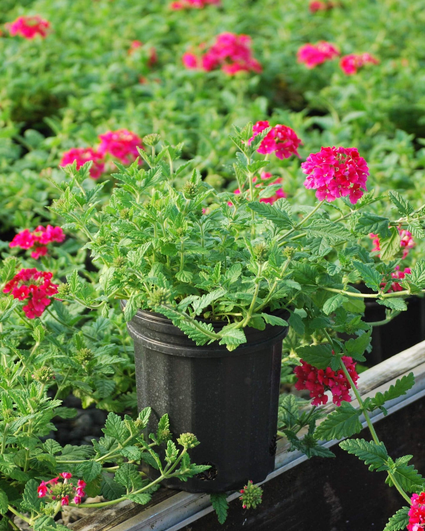 Perennial Farm Marketplace Verbena EnduraScape 'Hot Pink' (Vervain) Perennial, Size-#1 Container, Bright Fushia Flowers