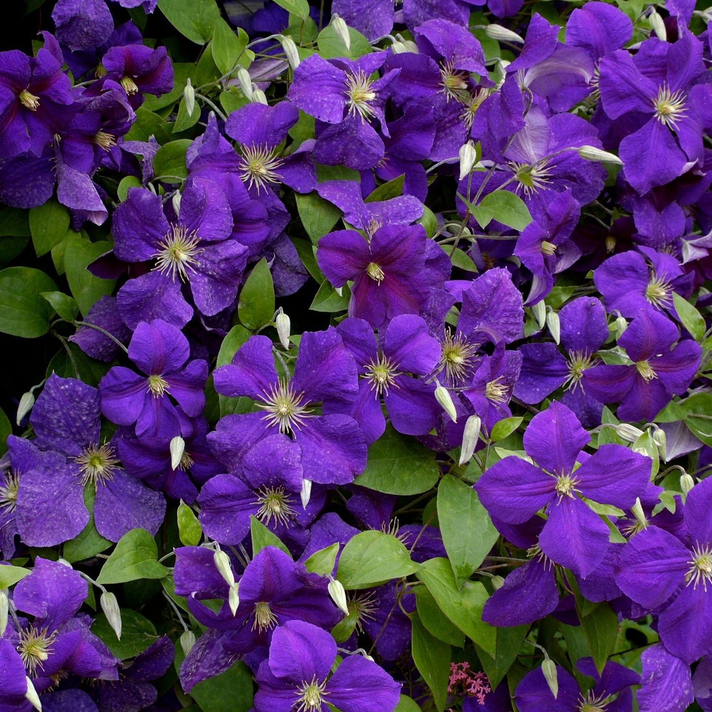 Clematis Vine Plant, Clematis Vine Plants Live in 2.5 Inch Pot, Perennial Climbing Clematis Plants Live for Outdoor Garden (Dark Purple Flowers)